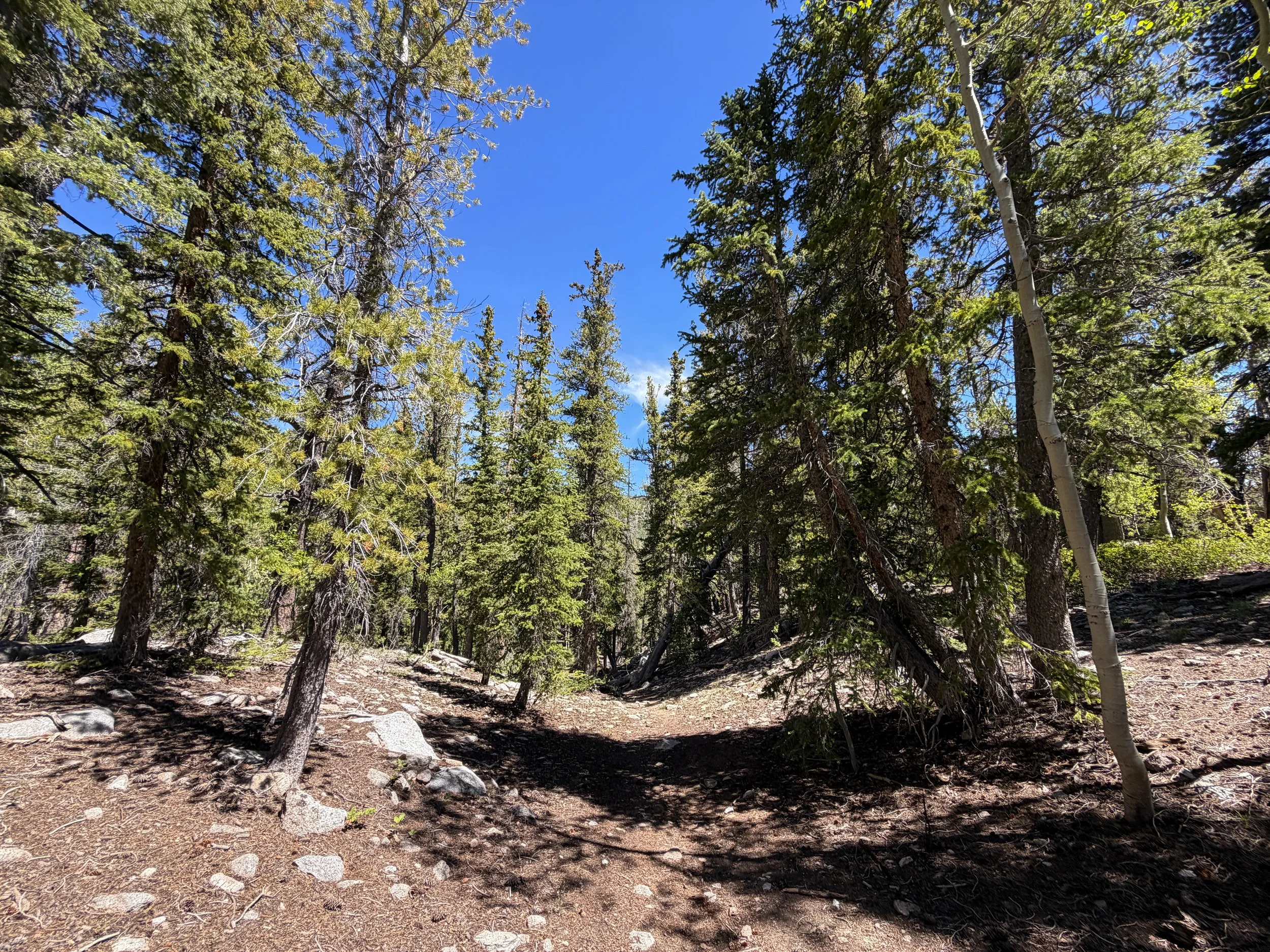 Dead Lake Trail Great Basin National Park Nevada