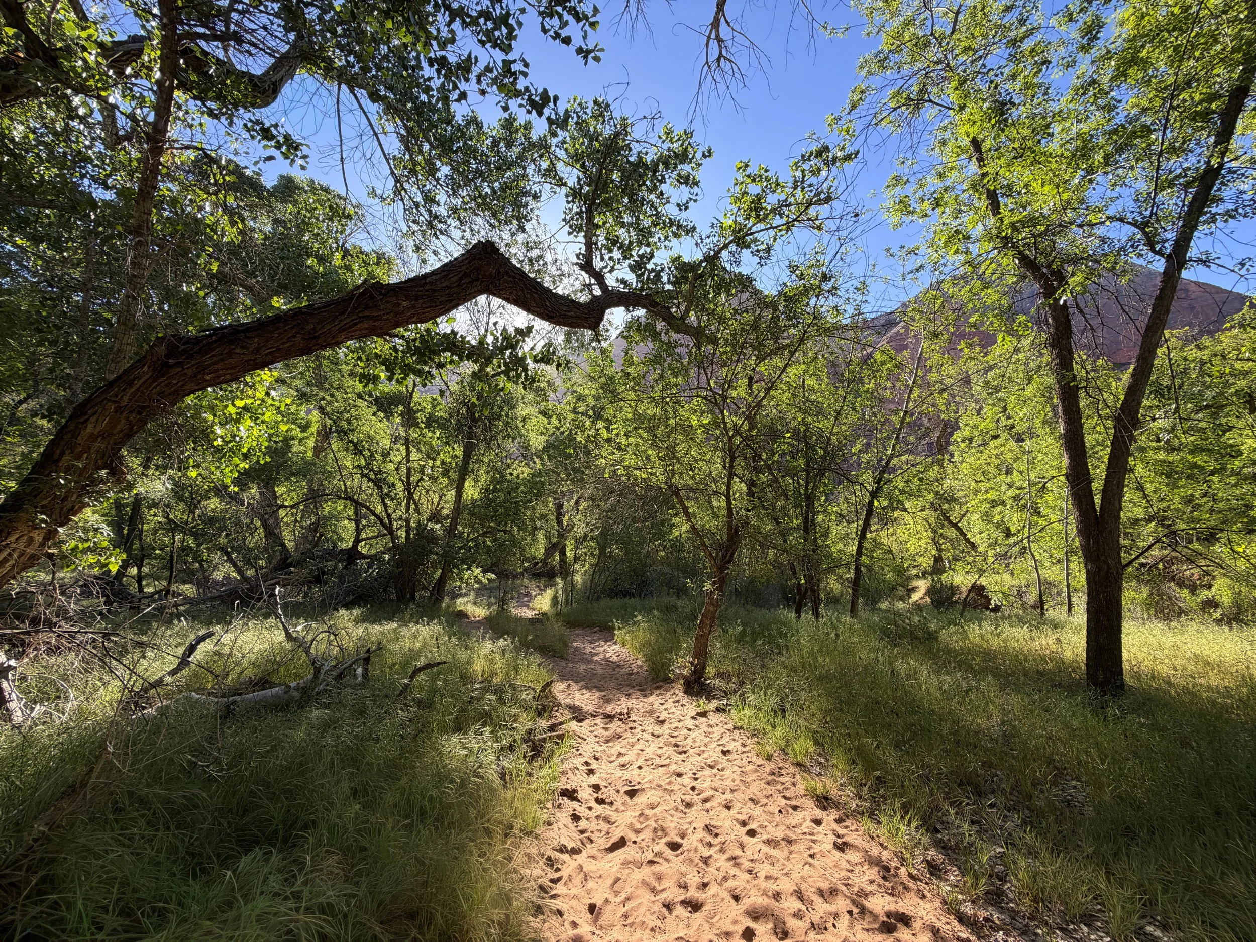 Sand Bench Trail Zion National Park Utah