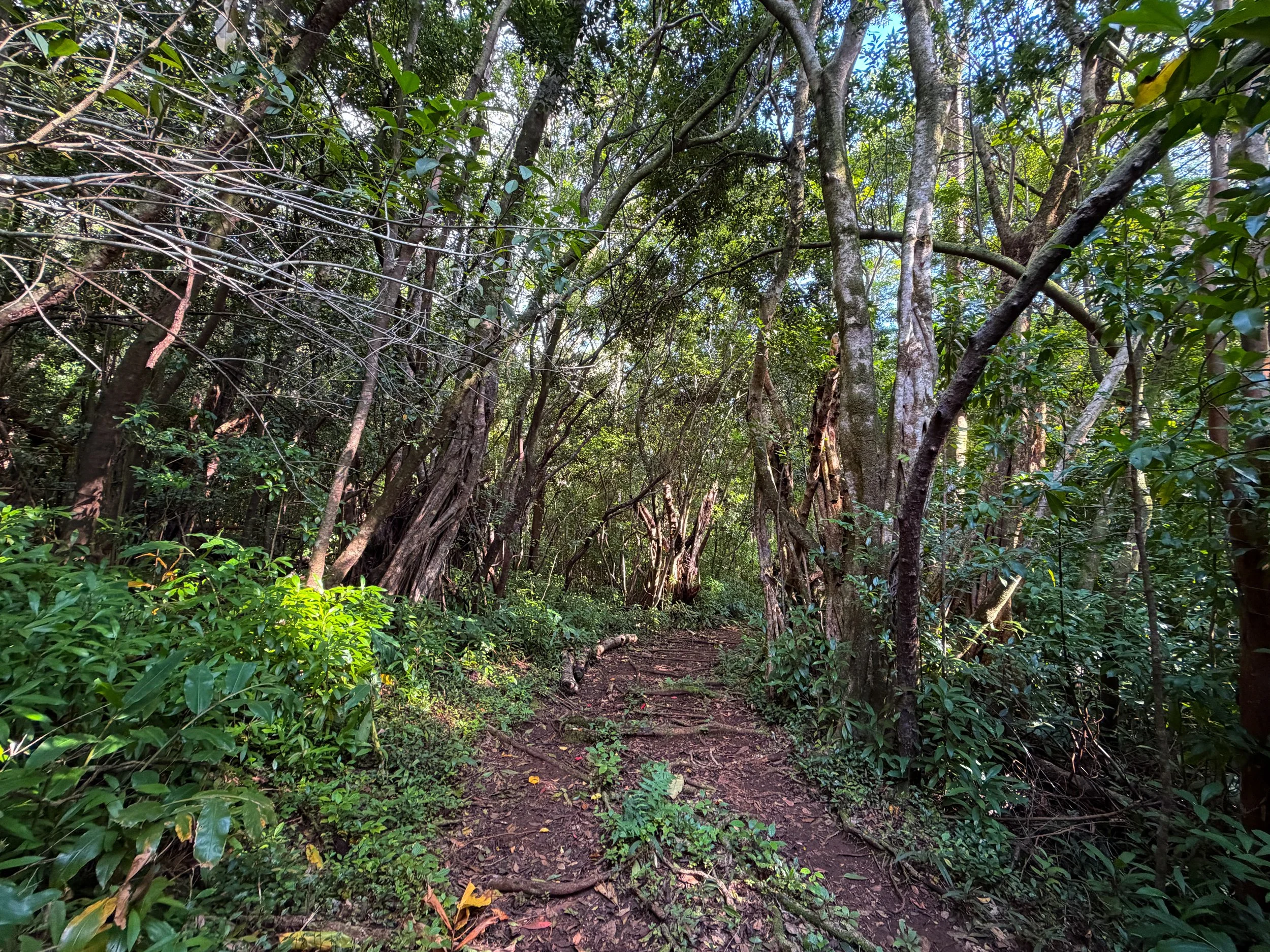 Nuuanu Trail Oahu Hawaii