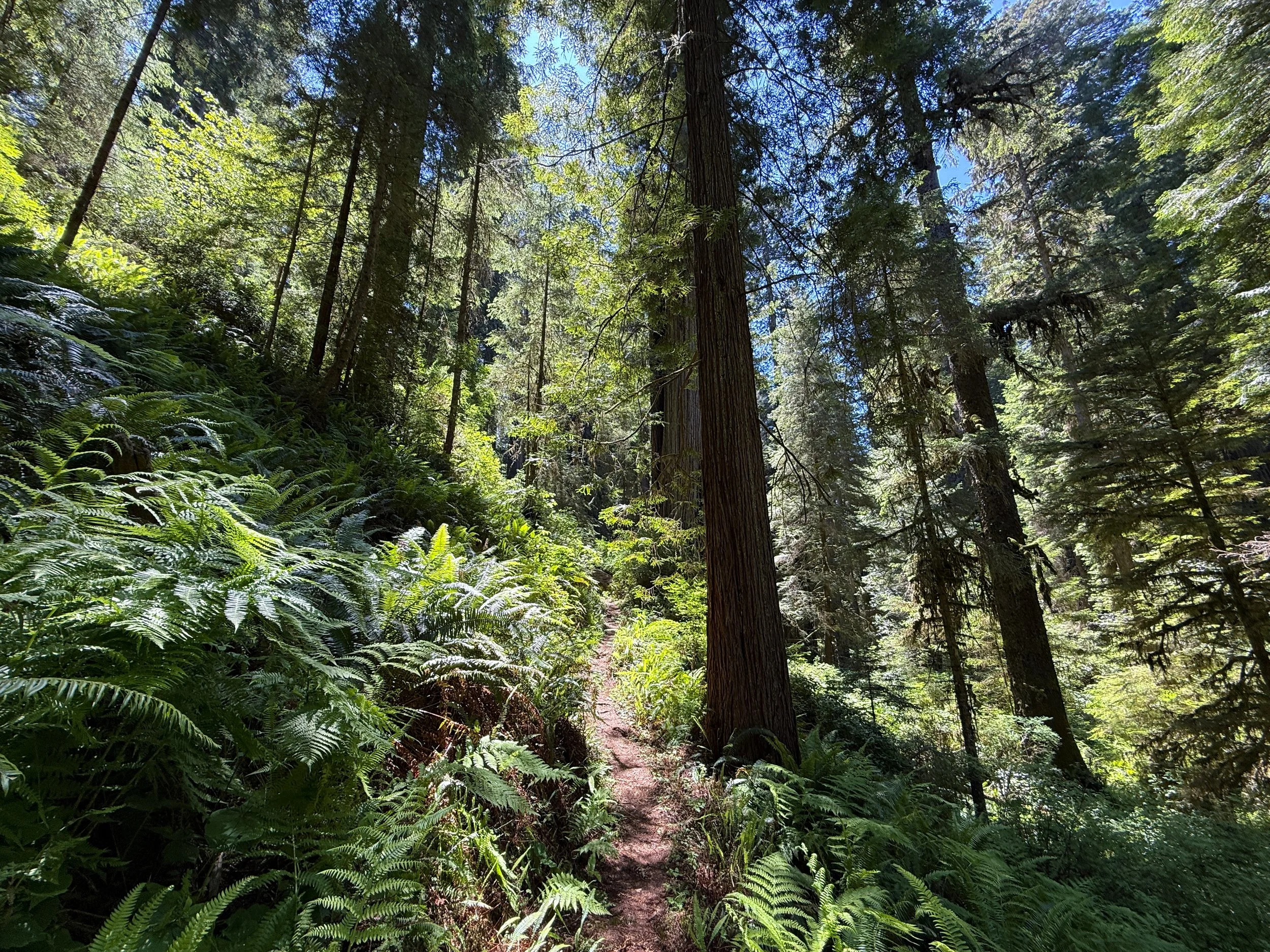 Hope Creek–Ten Taypo Loop Trail Prairie Creek Redwoods State Park California