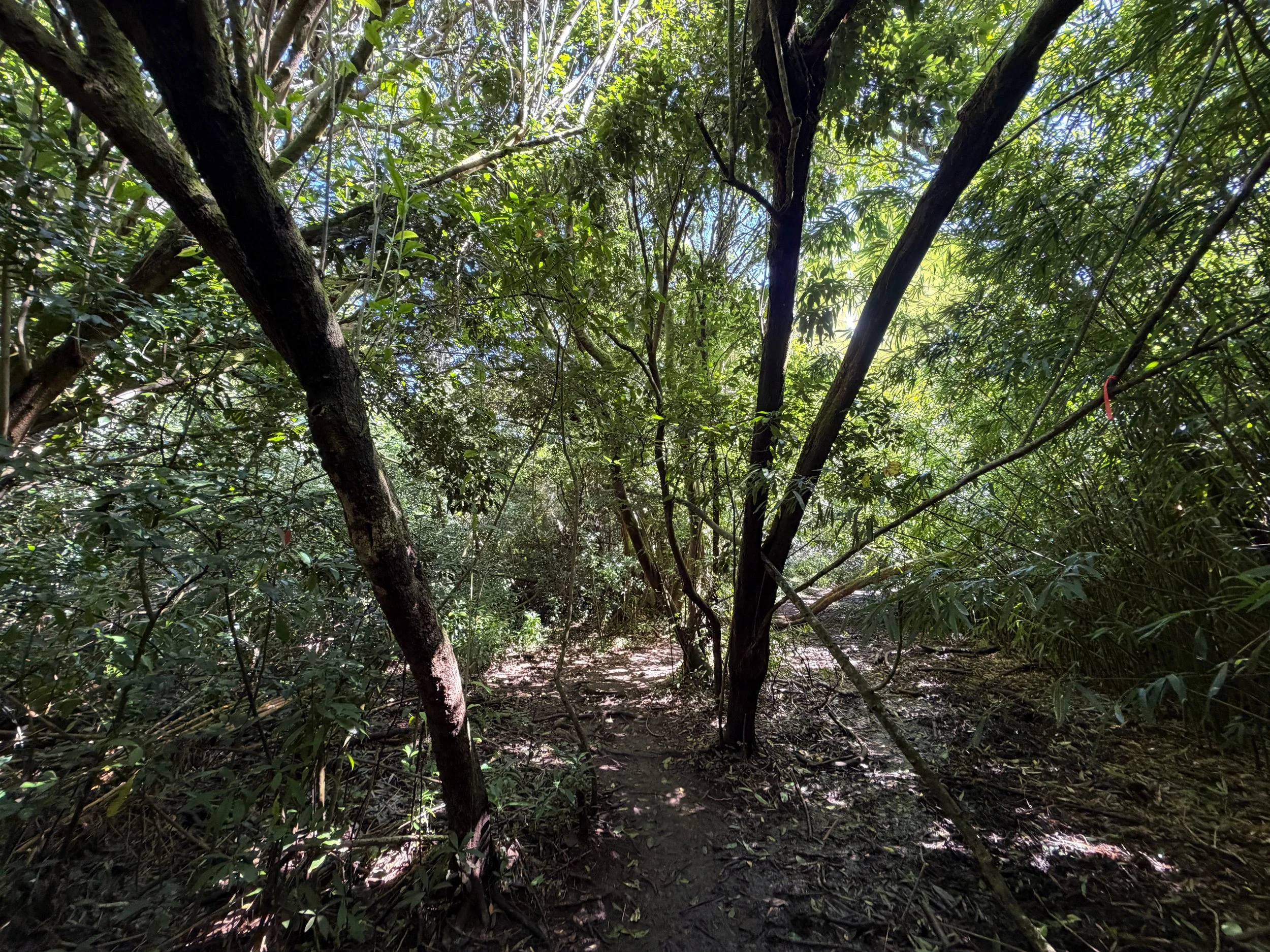 Lulumahu Falls Trail Oahu Hawaii