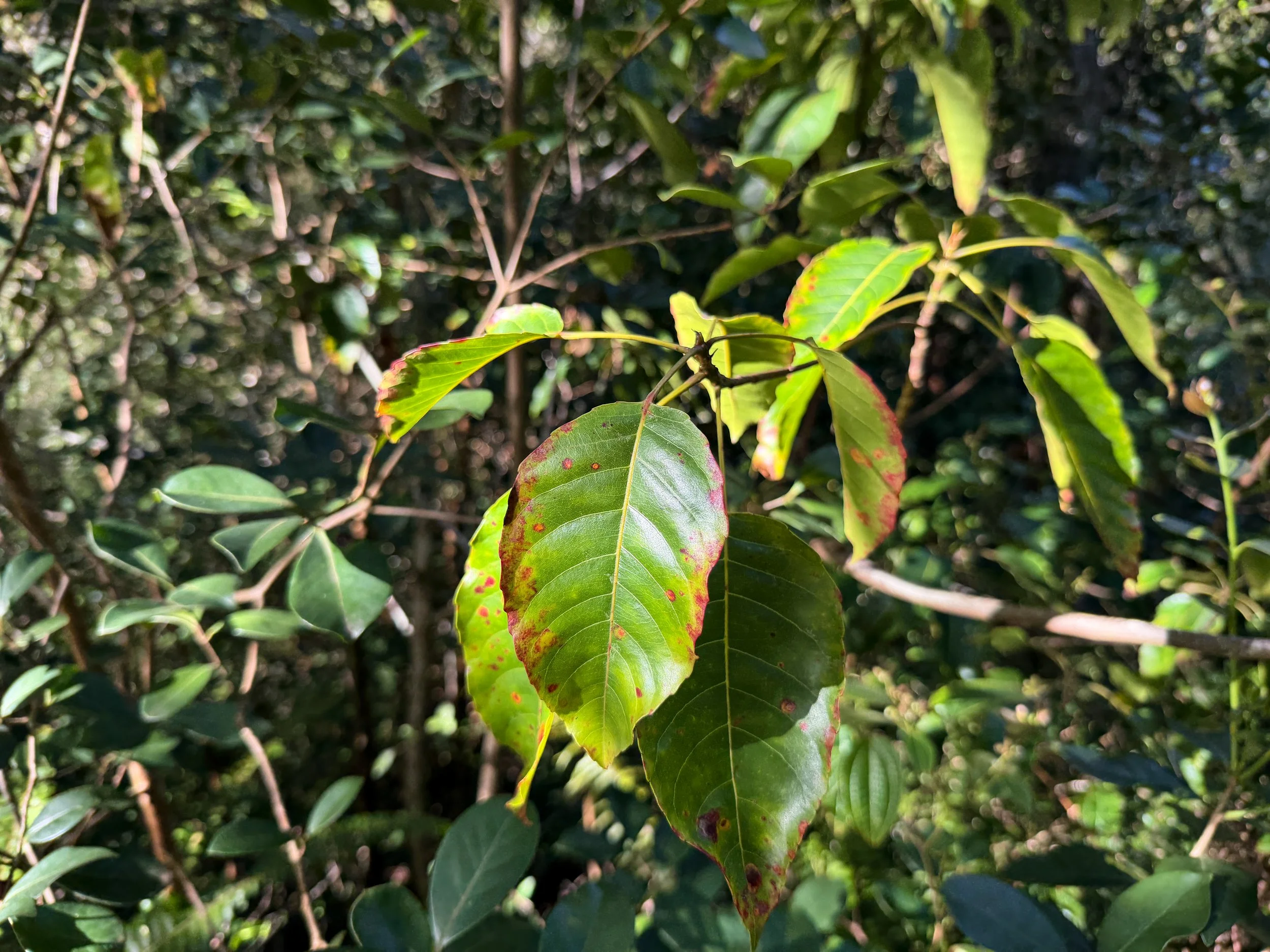 Kalia Elaeocarpus bifidus