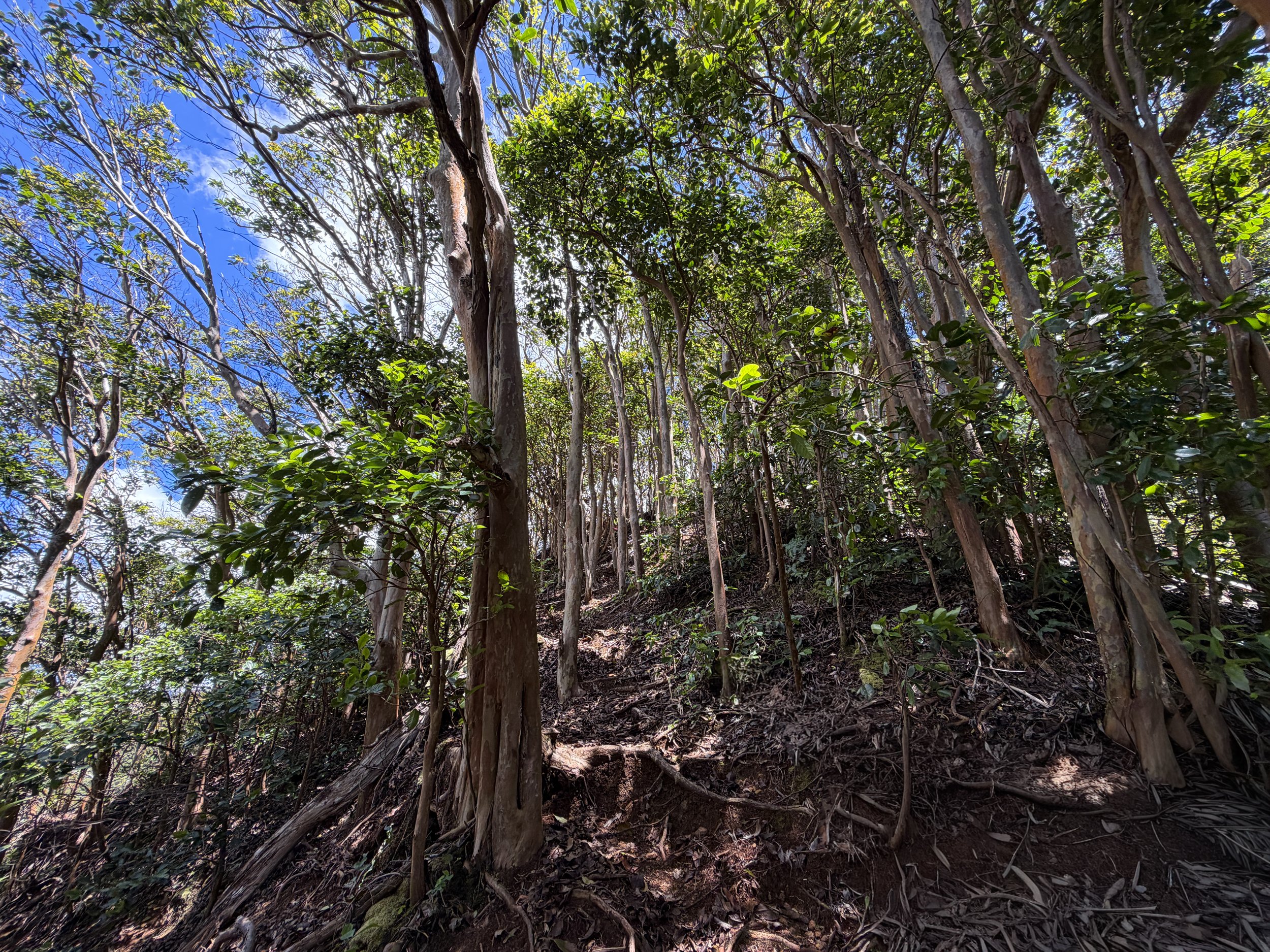 Kamananui Valley to Tripler Ridge Trail Oahu Hawaii