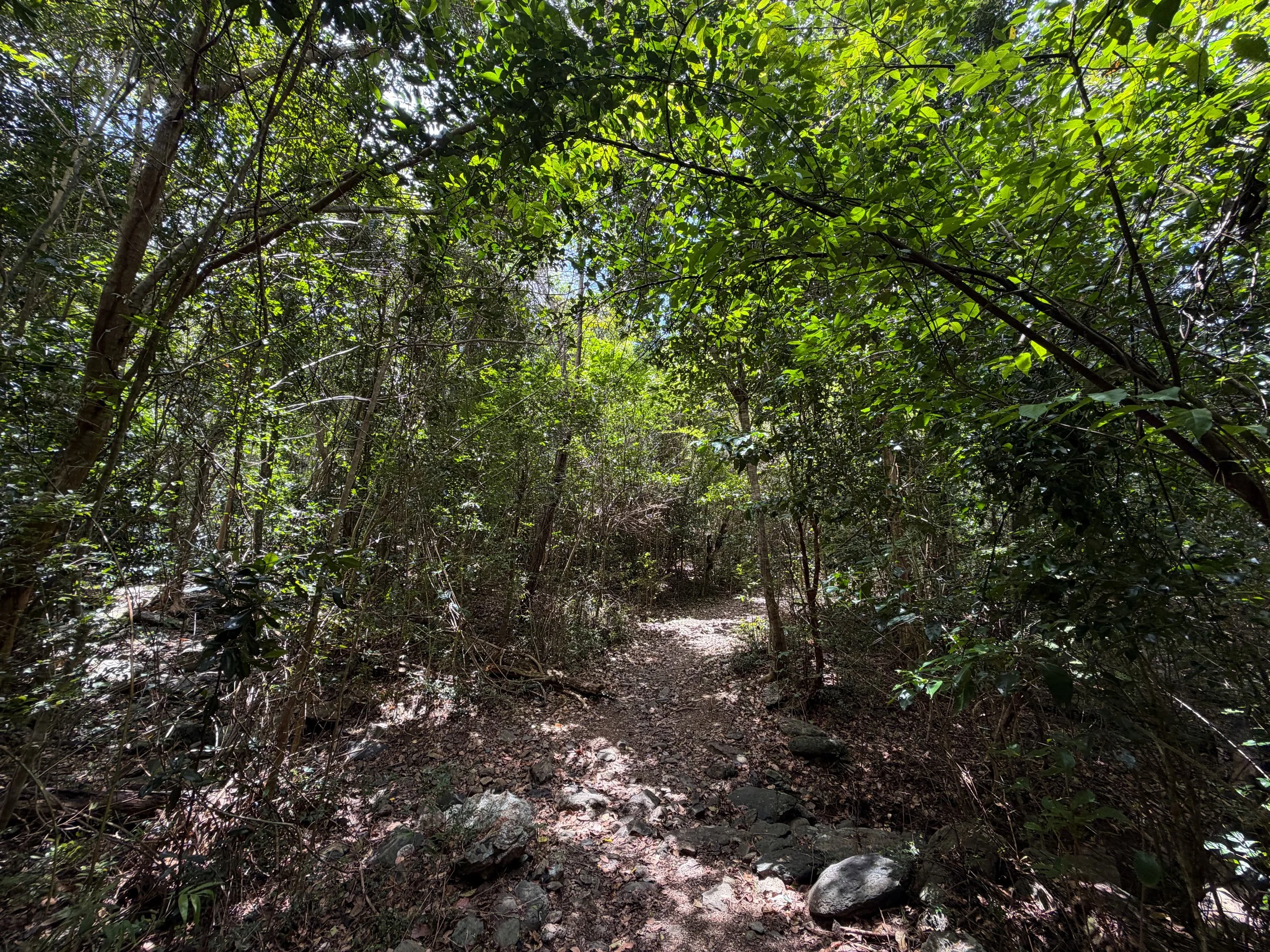 LEsperance Trail Virgin Islands National Park