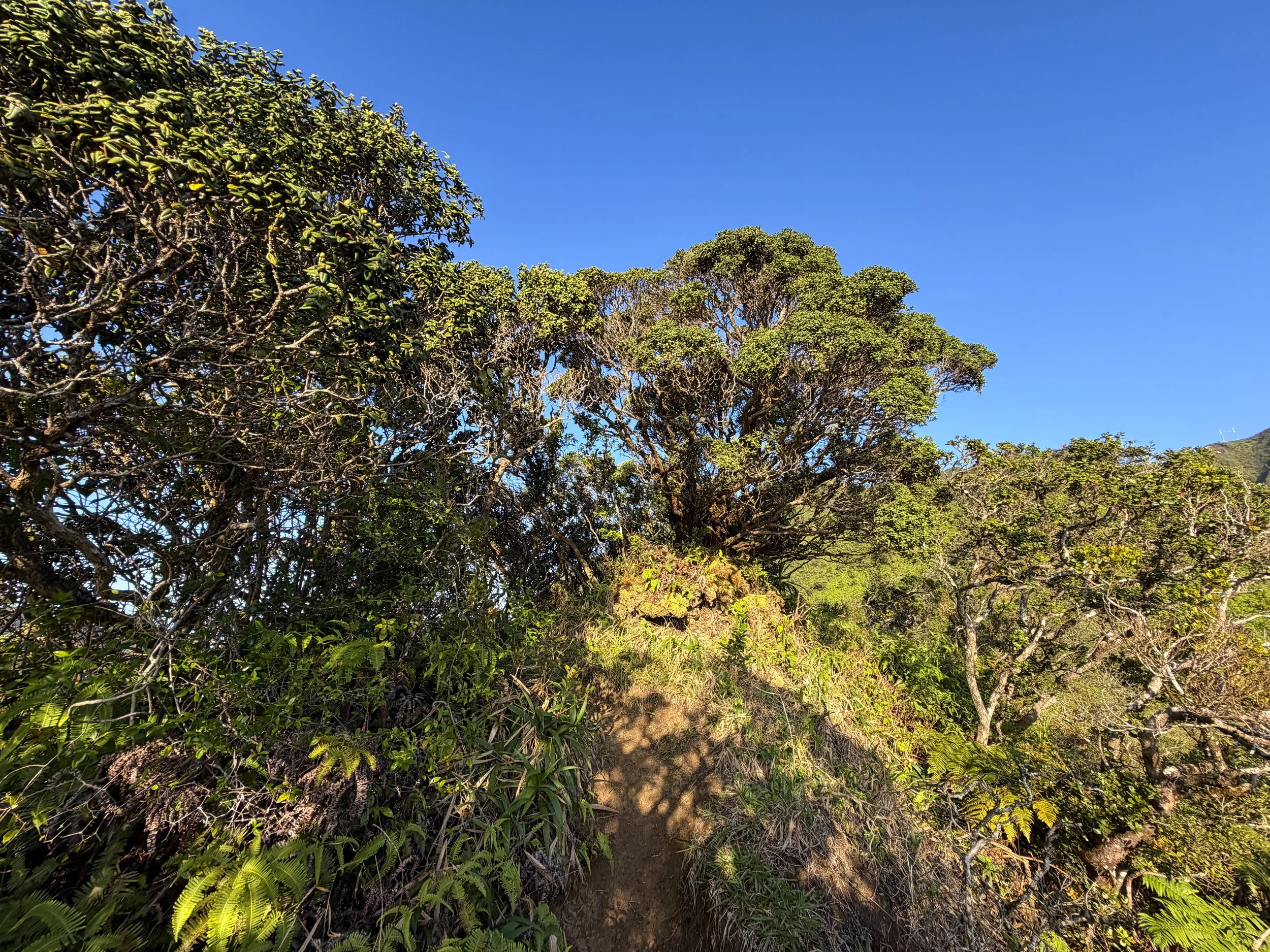 Moanalua Middle Ridge Trail to Haiku Stairs Oahu Hawaii