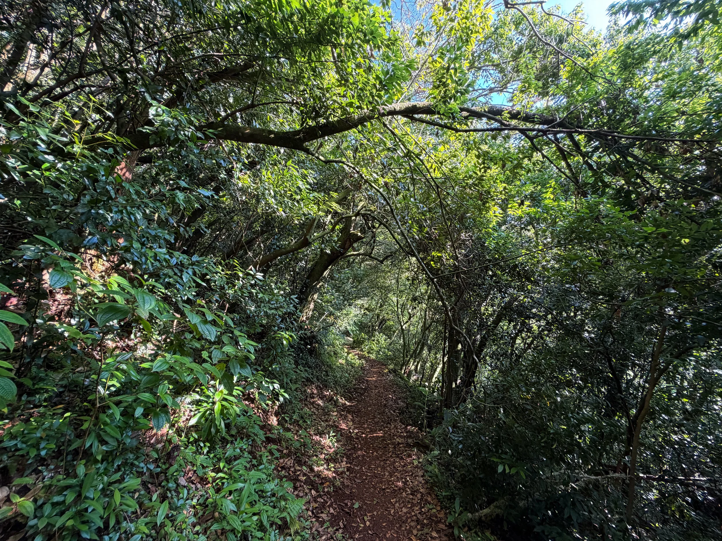 Nuuanu Trail Oahu Hawaii