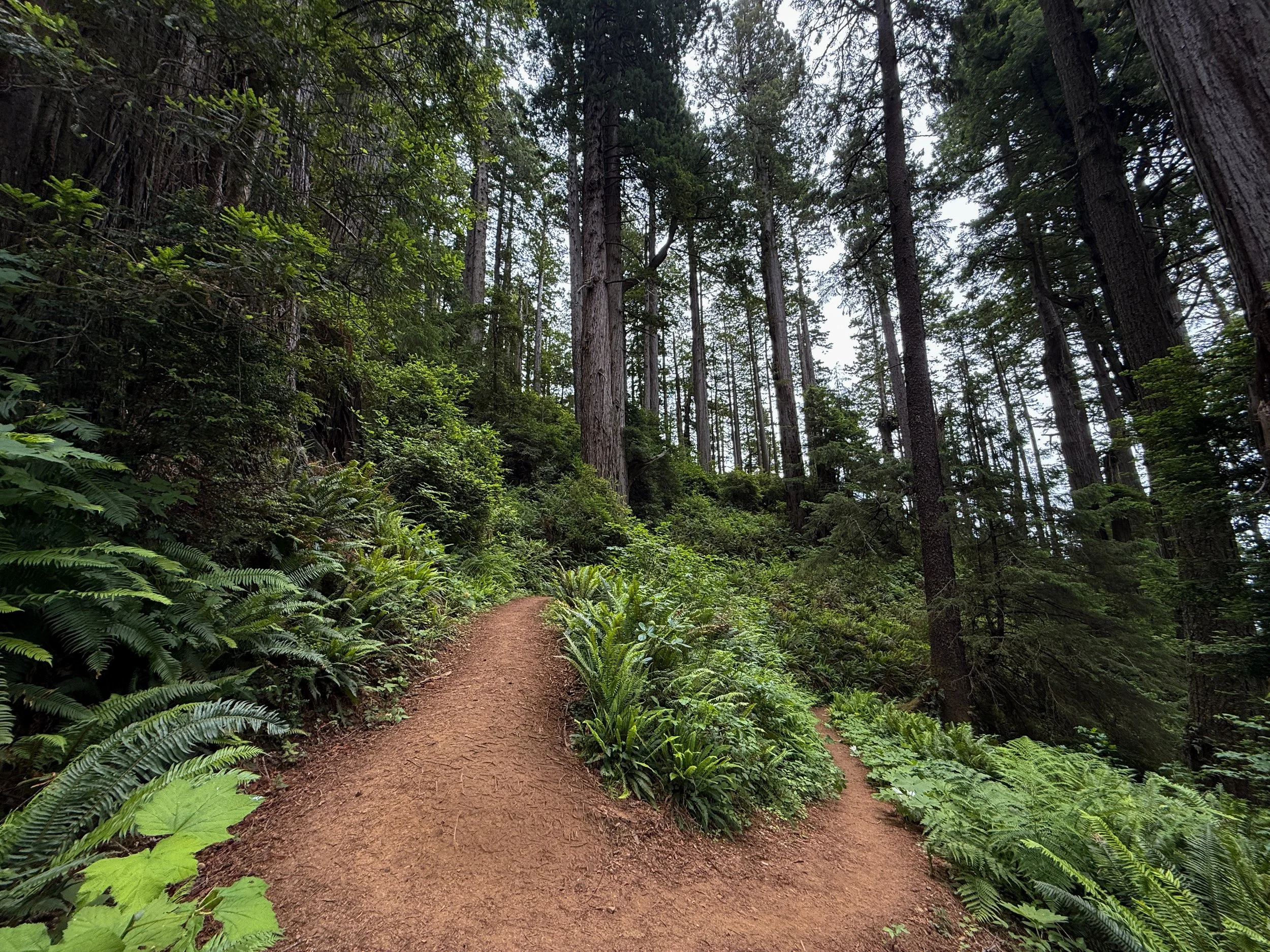 Damnation Creek Trail Del Norte Coast Redwoods State Park California