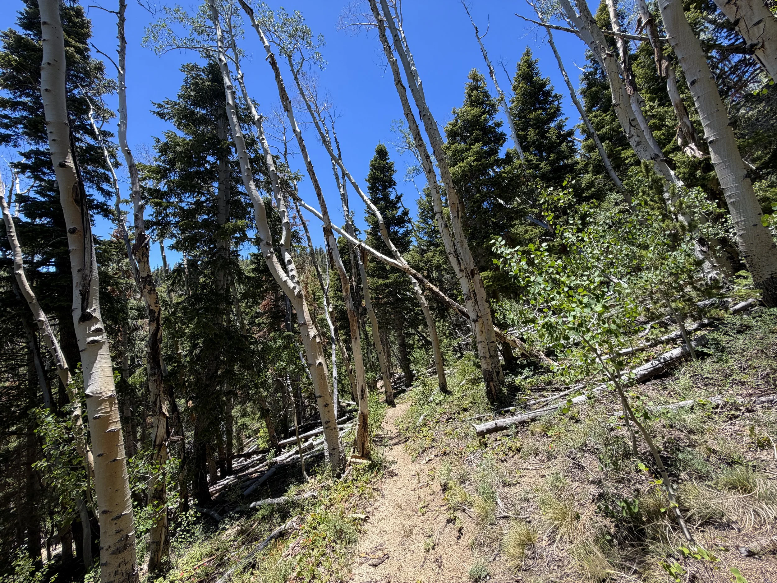 Timber Creek Loop Trail to Johnson Lake Great Basin National Park Nevada