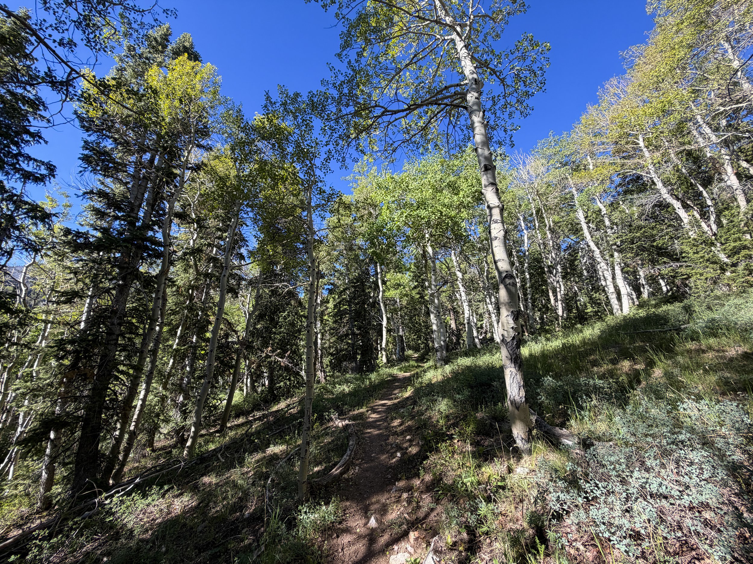 Upper Strawberry Trail Great Basin National Park Nevada