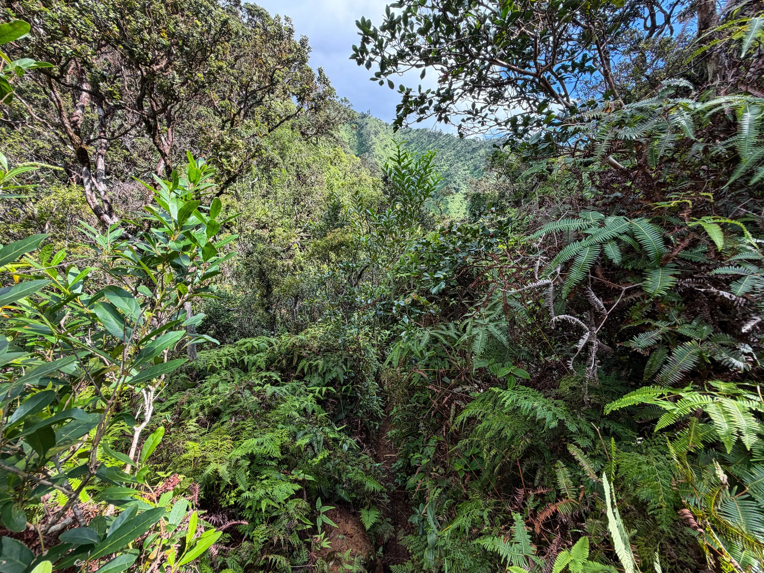 Kaau Crater Loop Trail Oahu Hawaii