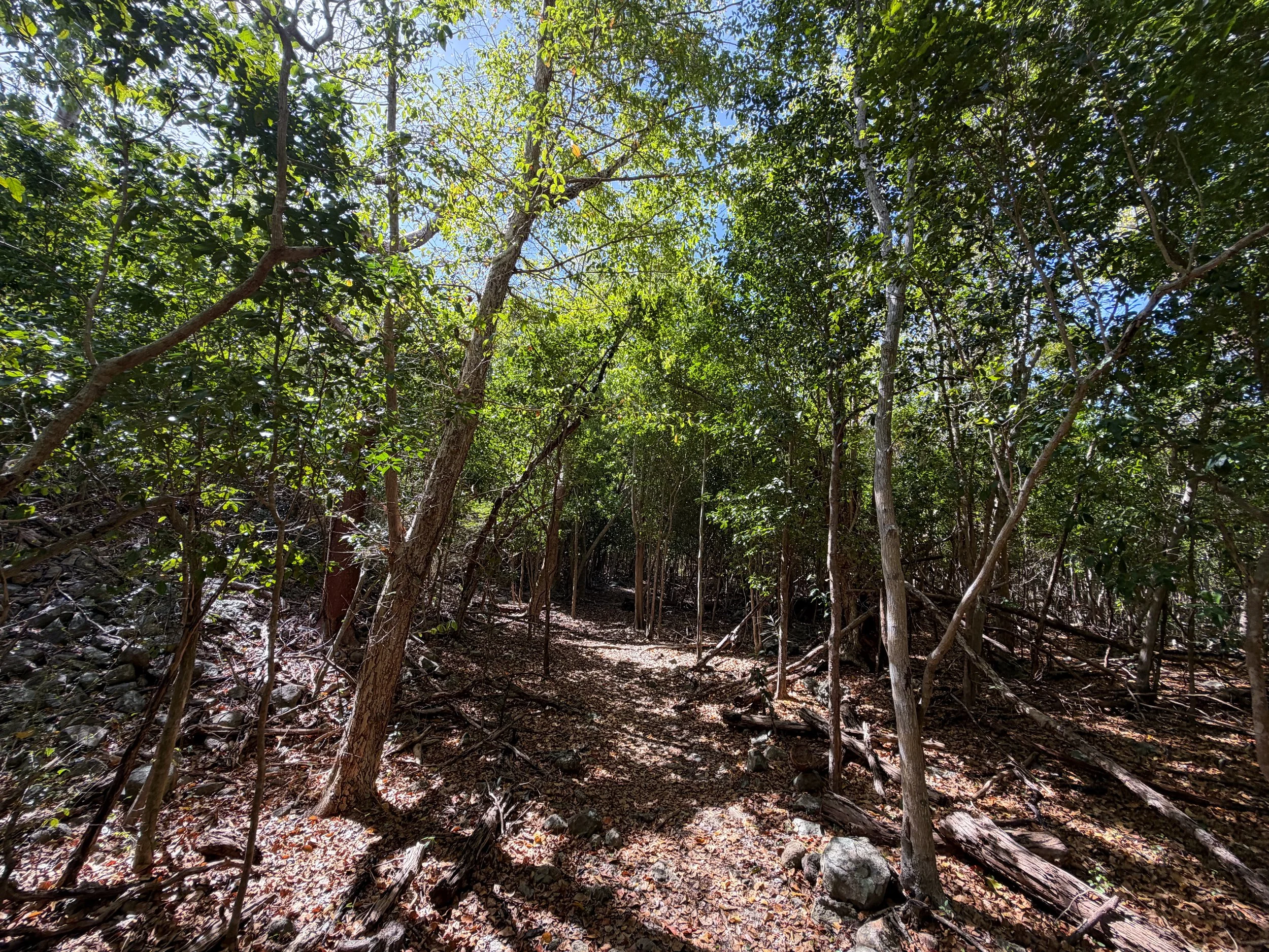 Lameshur Bay Trail to Europa Bay Virgin Islands National Park