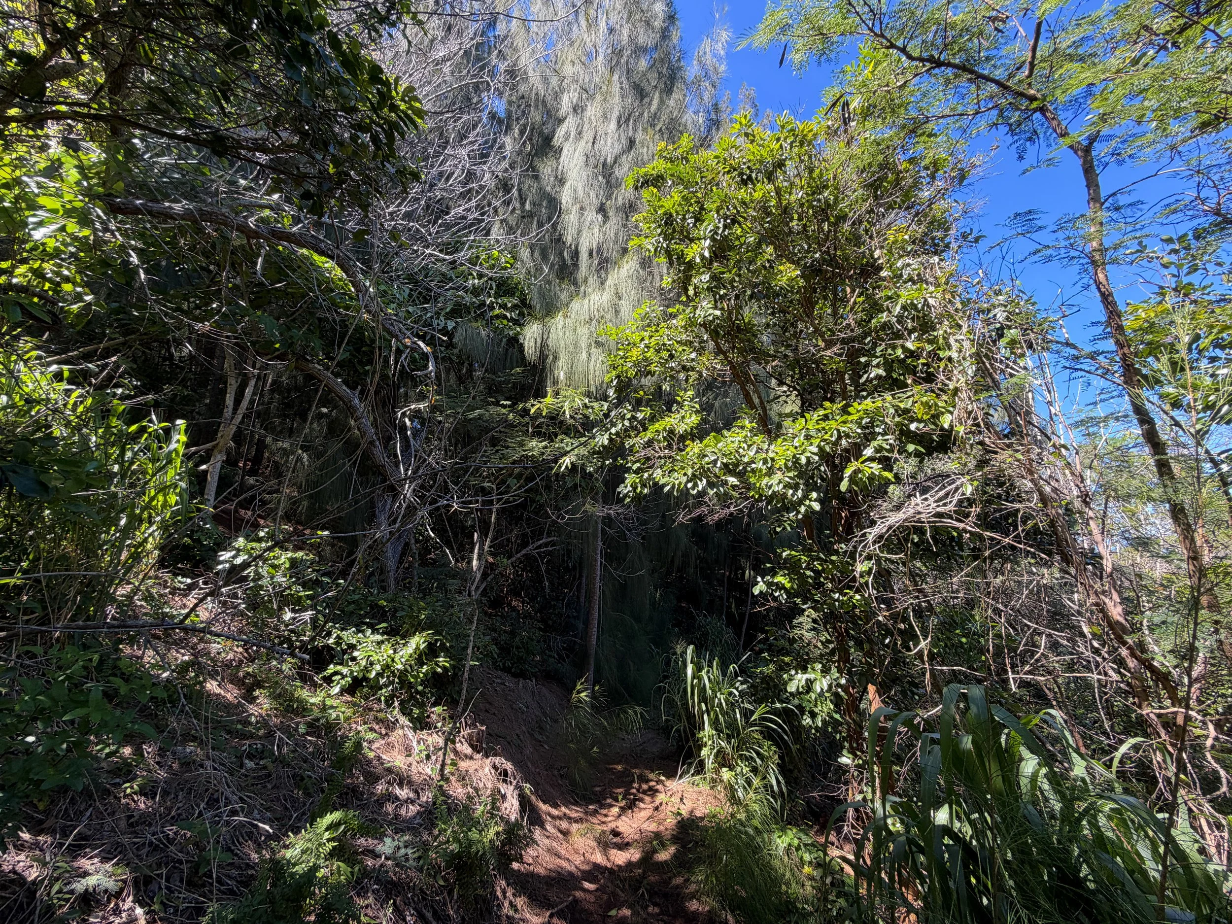 Kuaokala Trail Oahu Hawaii