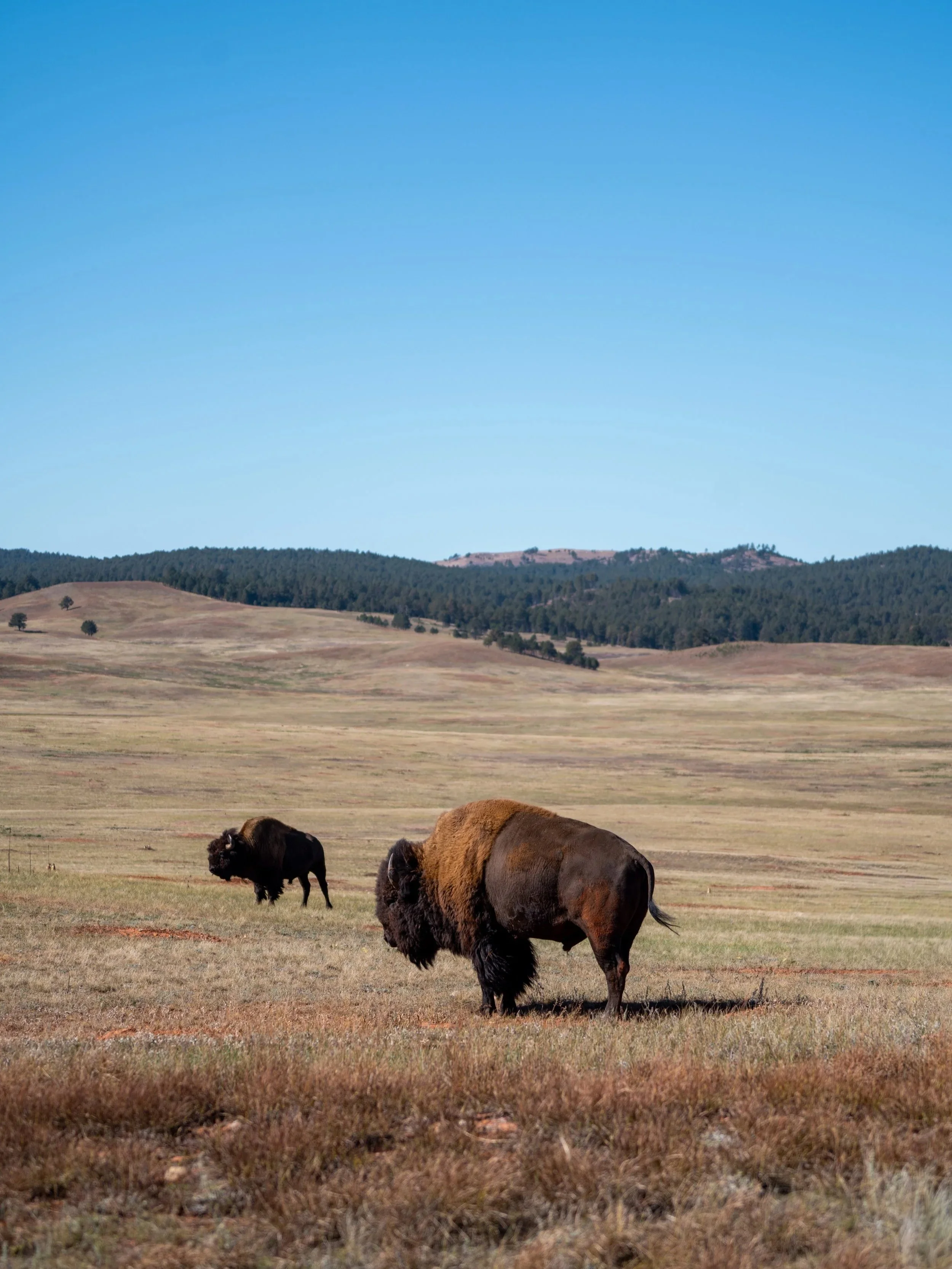East Bison Flats Trail Wind Cave National Park