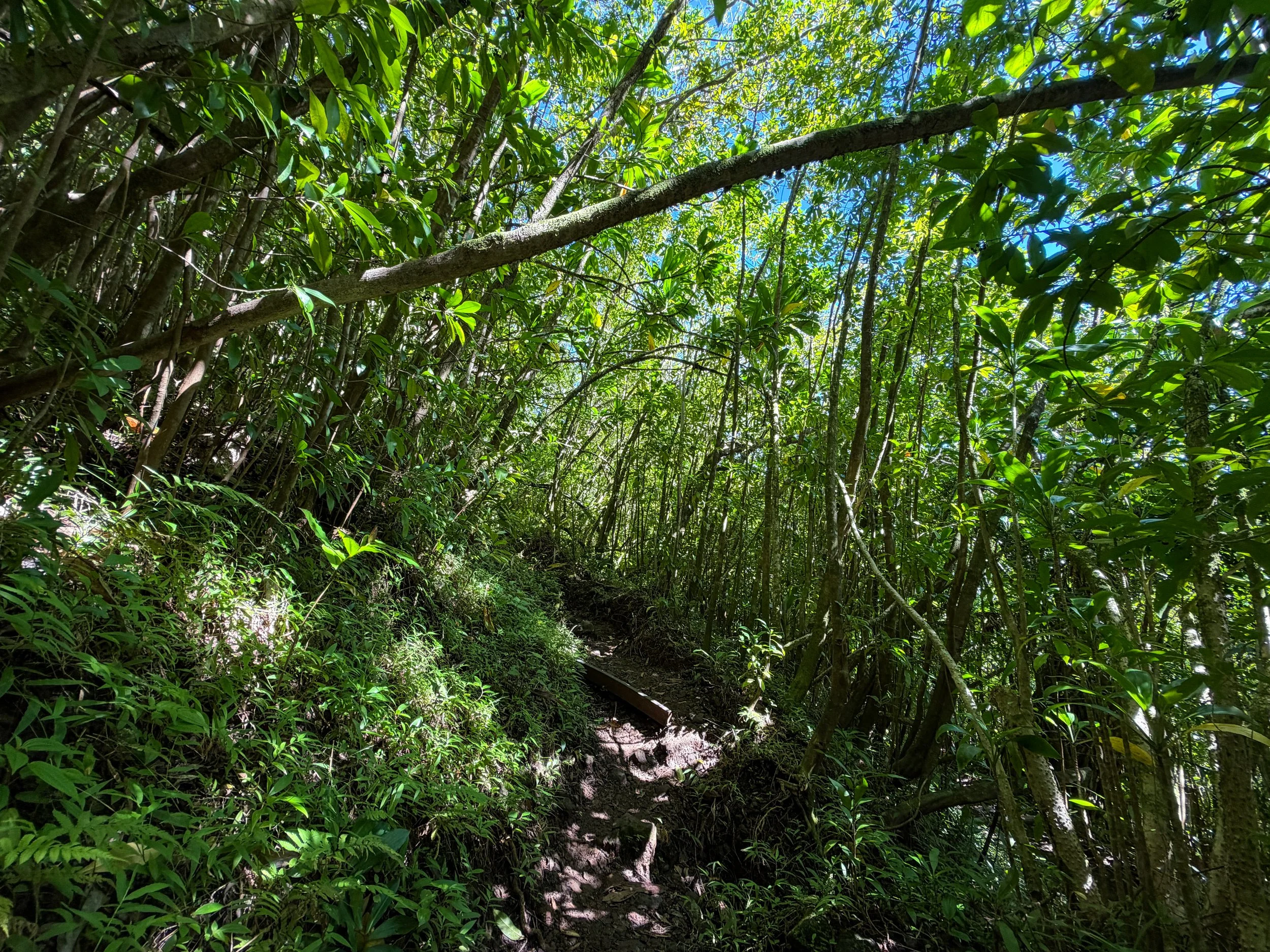 Aihualama Trail to Pauoa Flats Bench Oahu Hawaii
