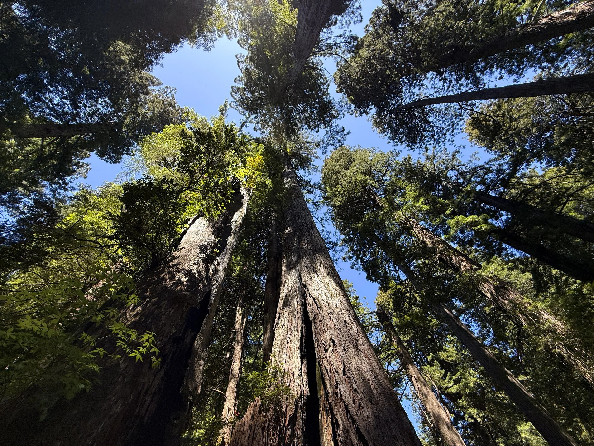 Coastal Redwood Sequoia sempervirens