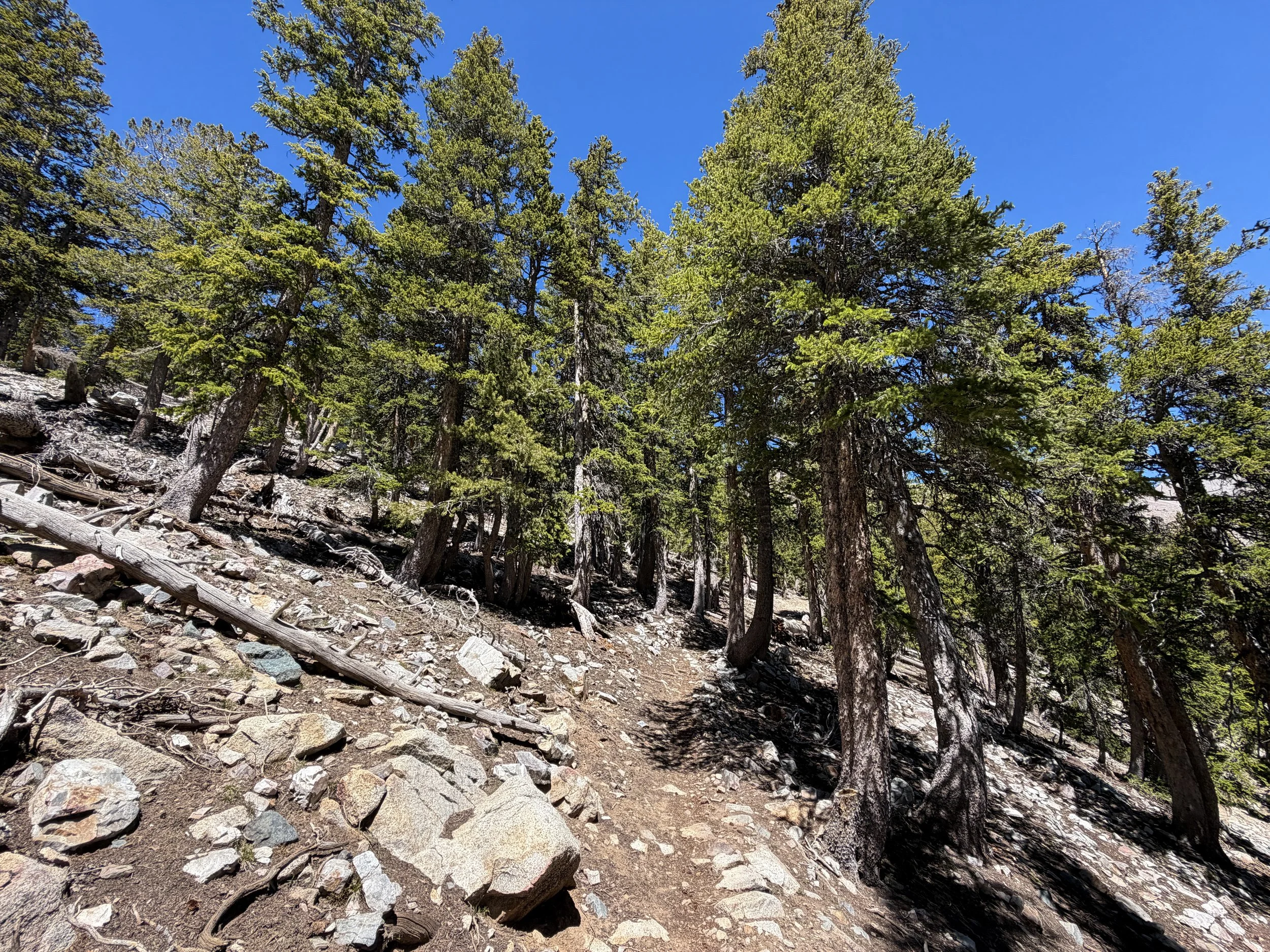 Baker Lake Trail Great Basin National Park Nevada
