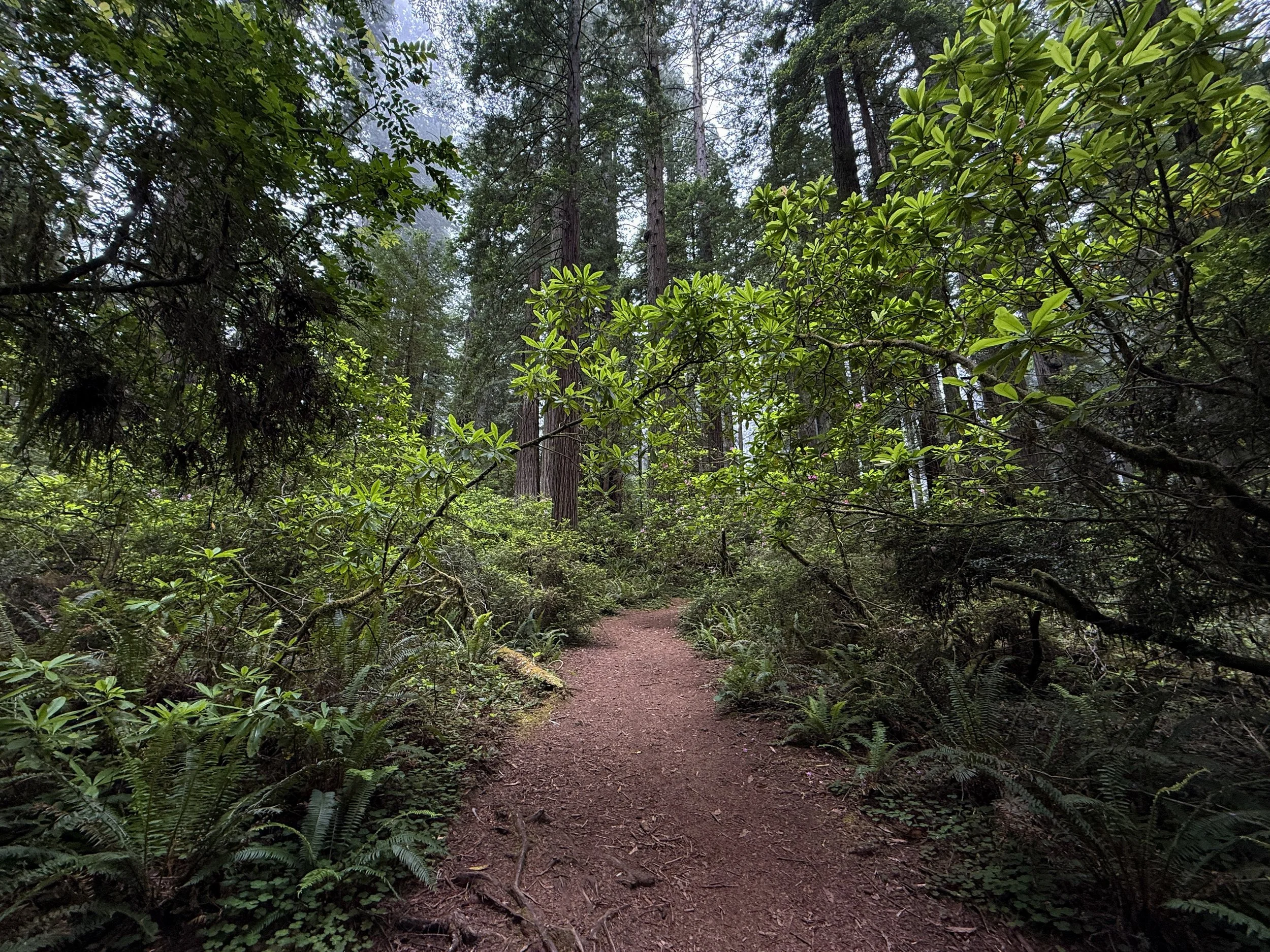 Damnation Creek Trail Del Norte Coast Redwoods State Park California