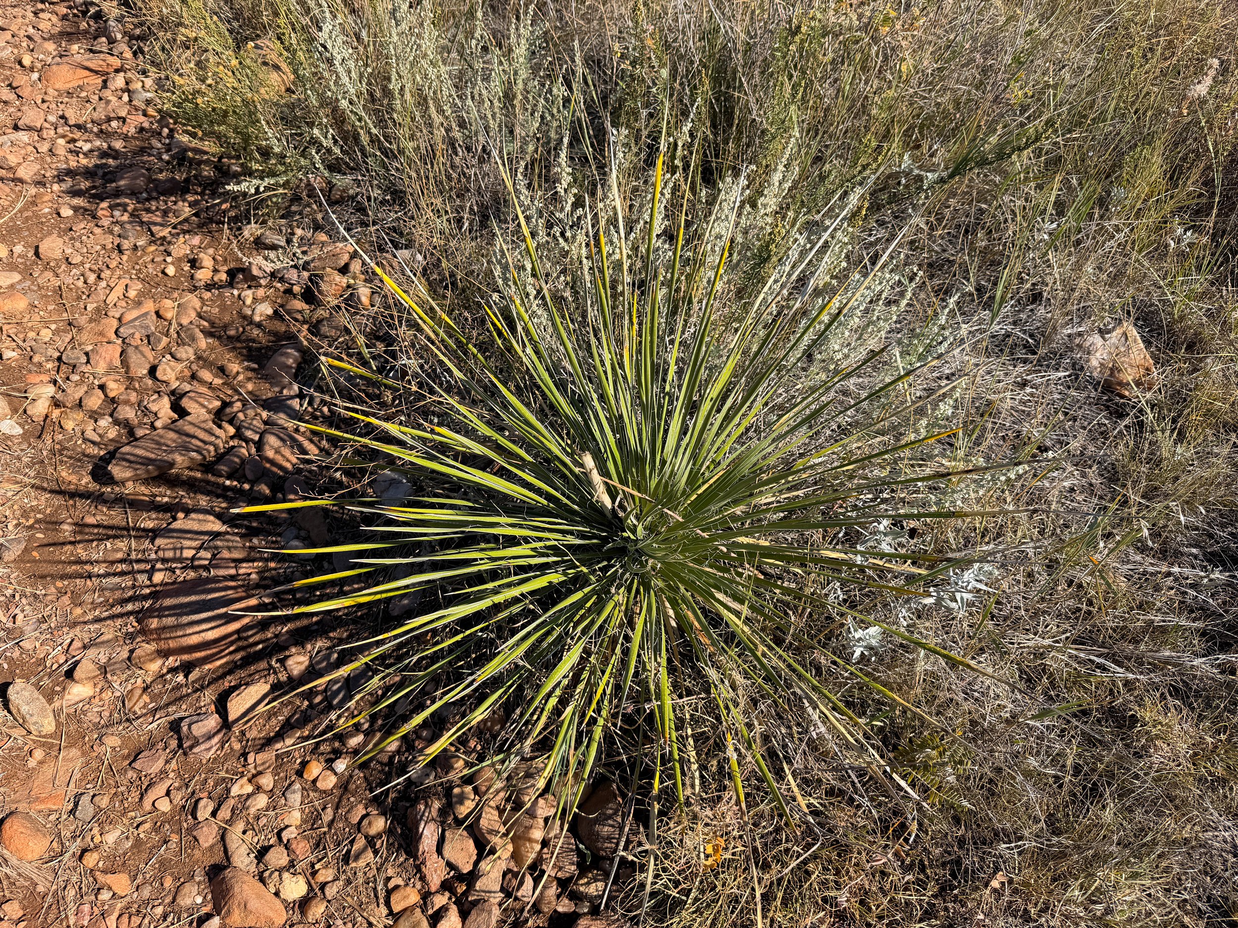 Great Plains Yucca glauca