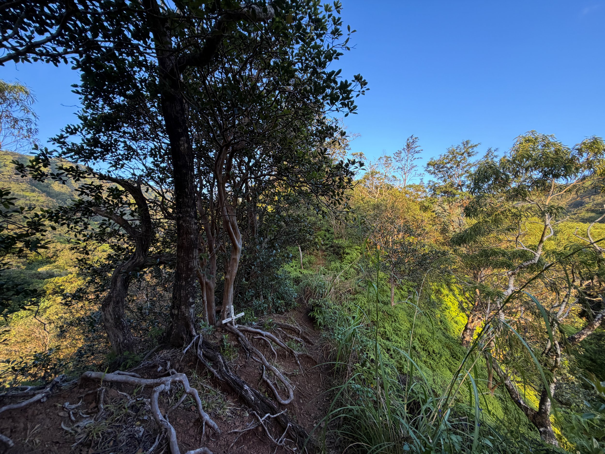 Moanalua Middle Ridge Trail Oahu Hawaii