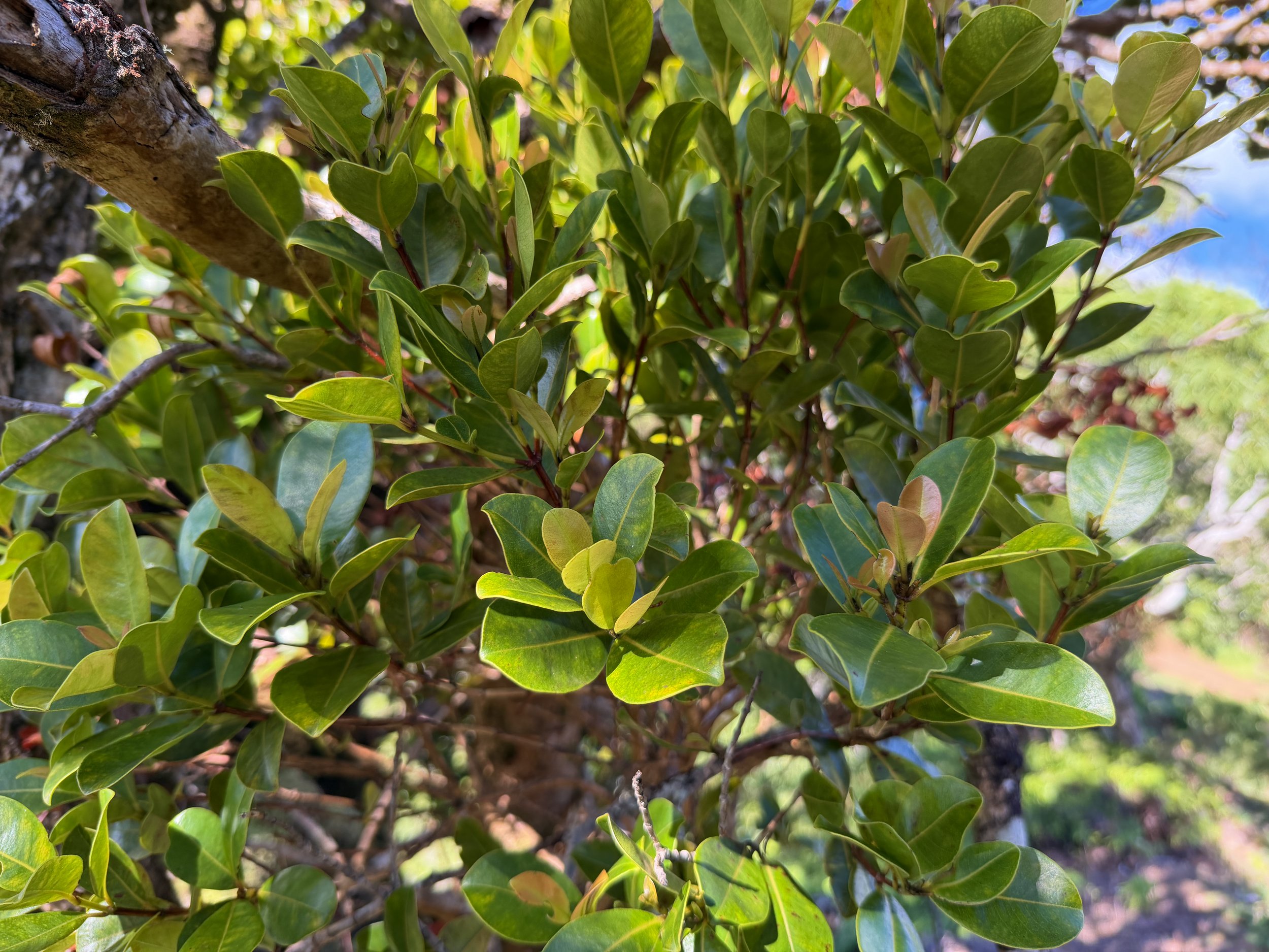 Ohia ha Syzygium sandwicensis