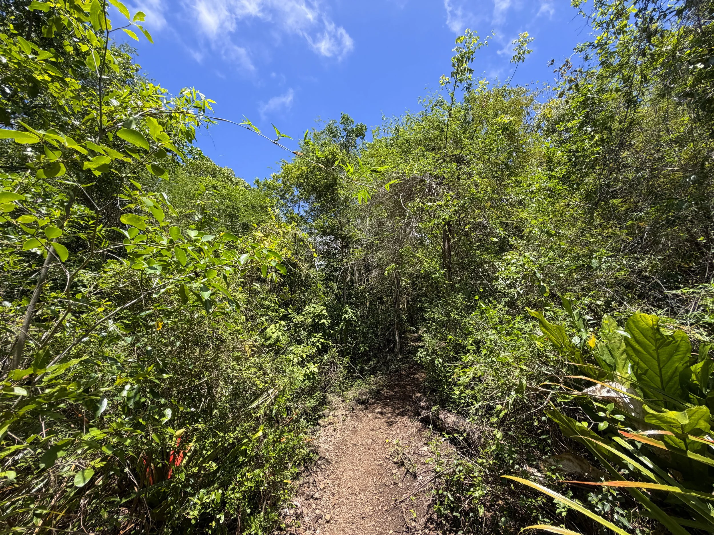 Caneel Hill Trail Virgin Islands National Park
