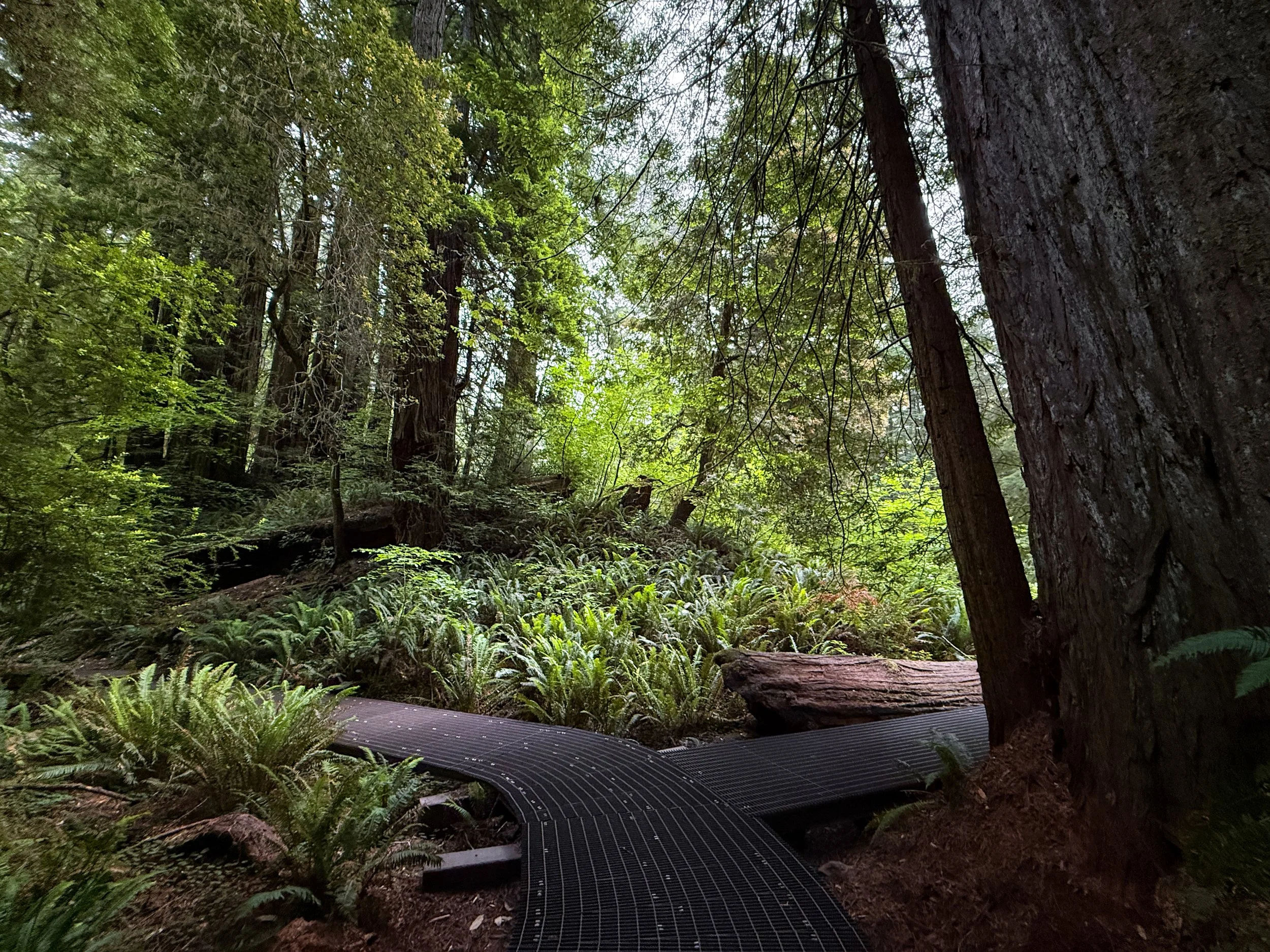 Grove of the Titans Trail Boardwalk Jedediah Smith Redwoods State Park California
