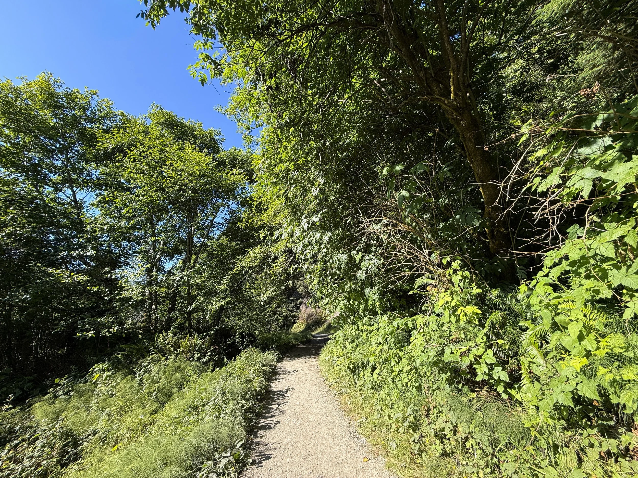 Fern Canyon Trail Prairie Creek Redwoods State Park California