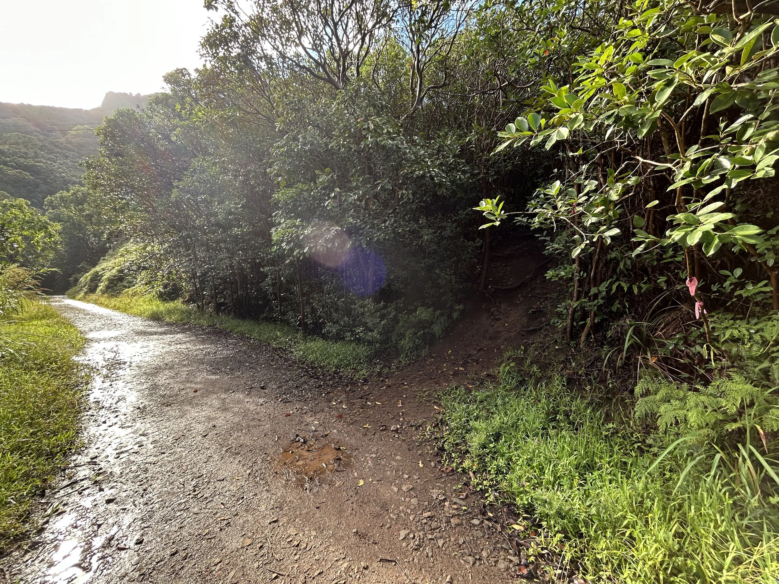 Hiking the Tripler Ridge Trail via Moanalua Valley on Oʻahu — noahawaii
