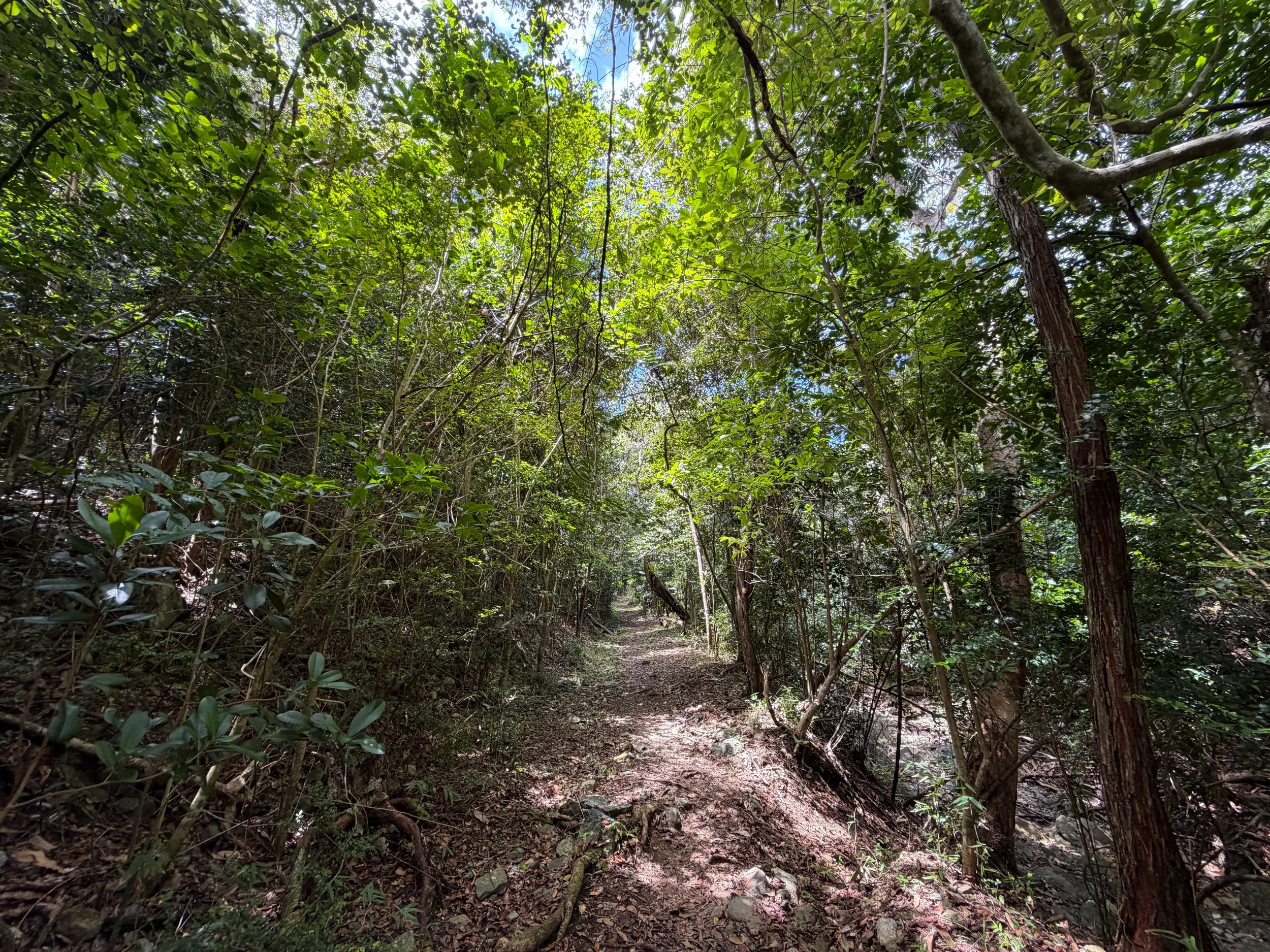 LEsperance Trail Virgin Islands National Park