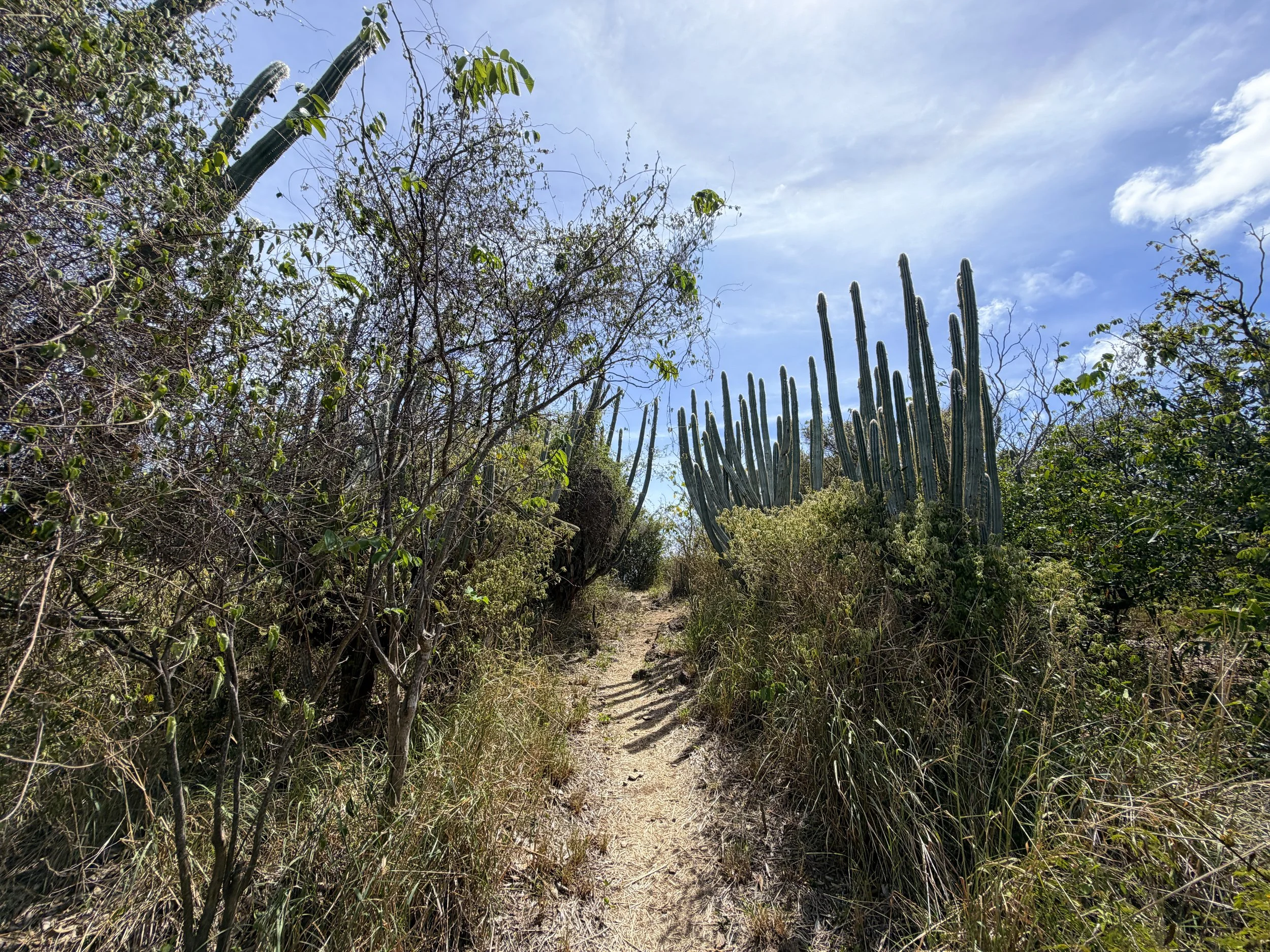 Yawzi Point Trail Virgin Islands National Park