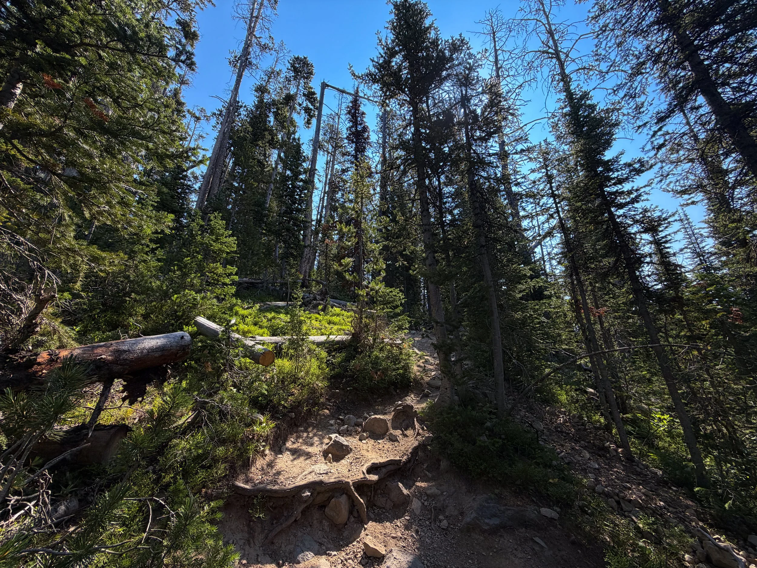 Avalanche Peak Trail Yellowstone National Park Wyoming