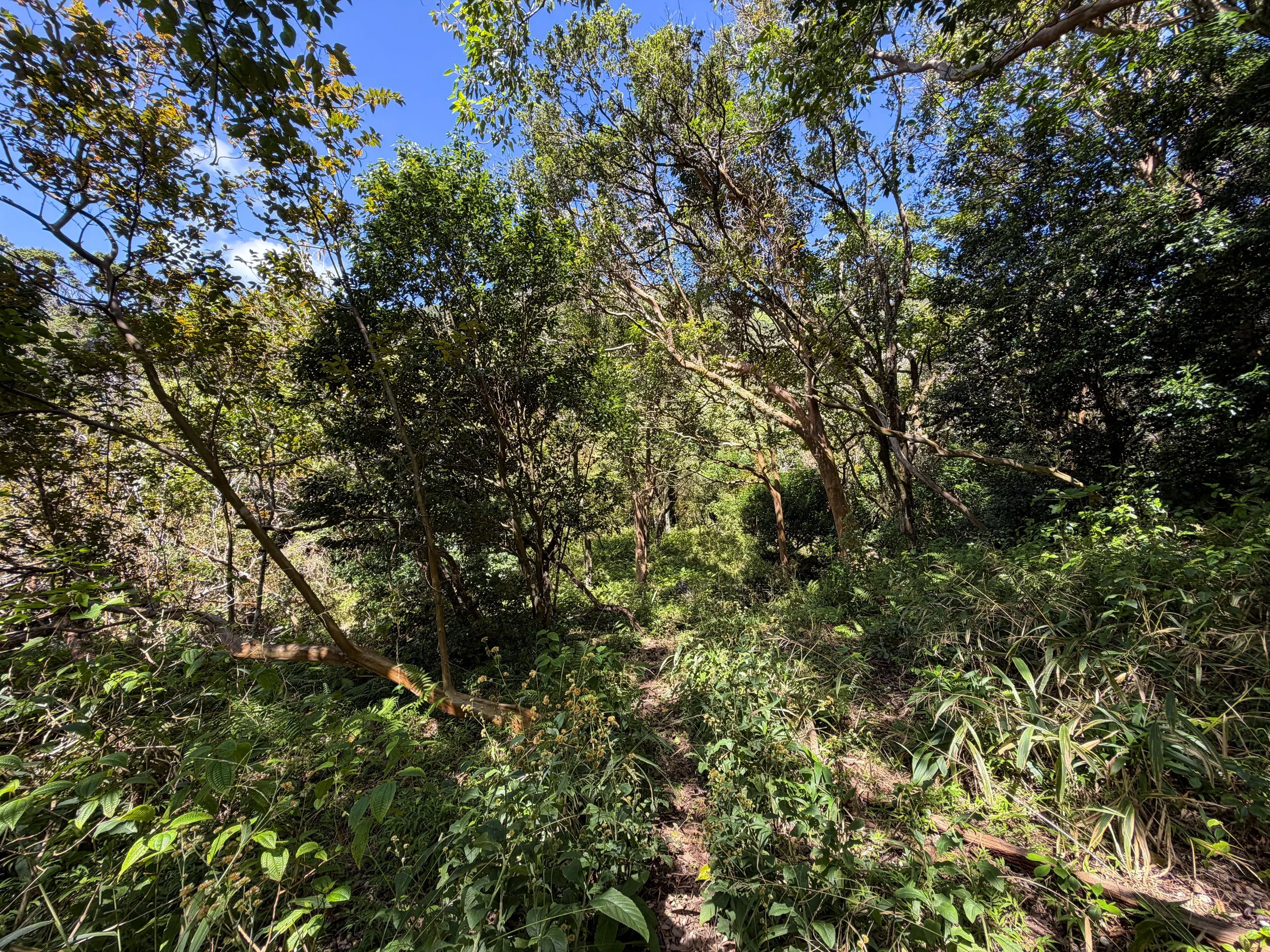 Kulanaahane Trail Oahu Hawaii