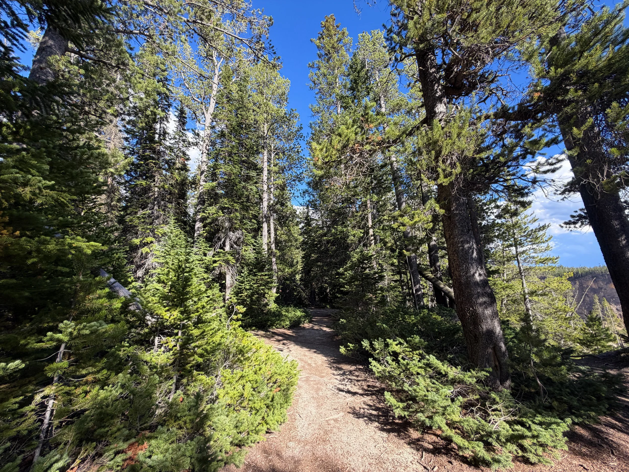 North Rim Trail Yellowstone National Park Wyoming