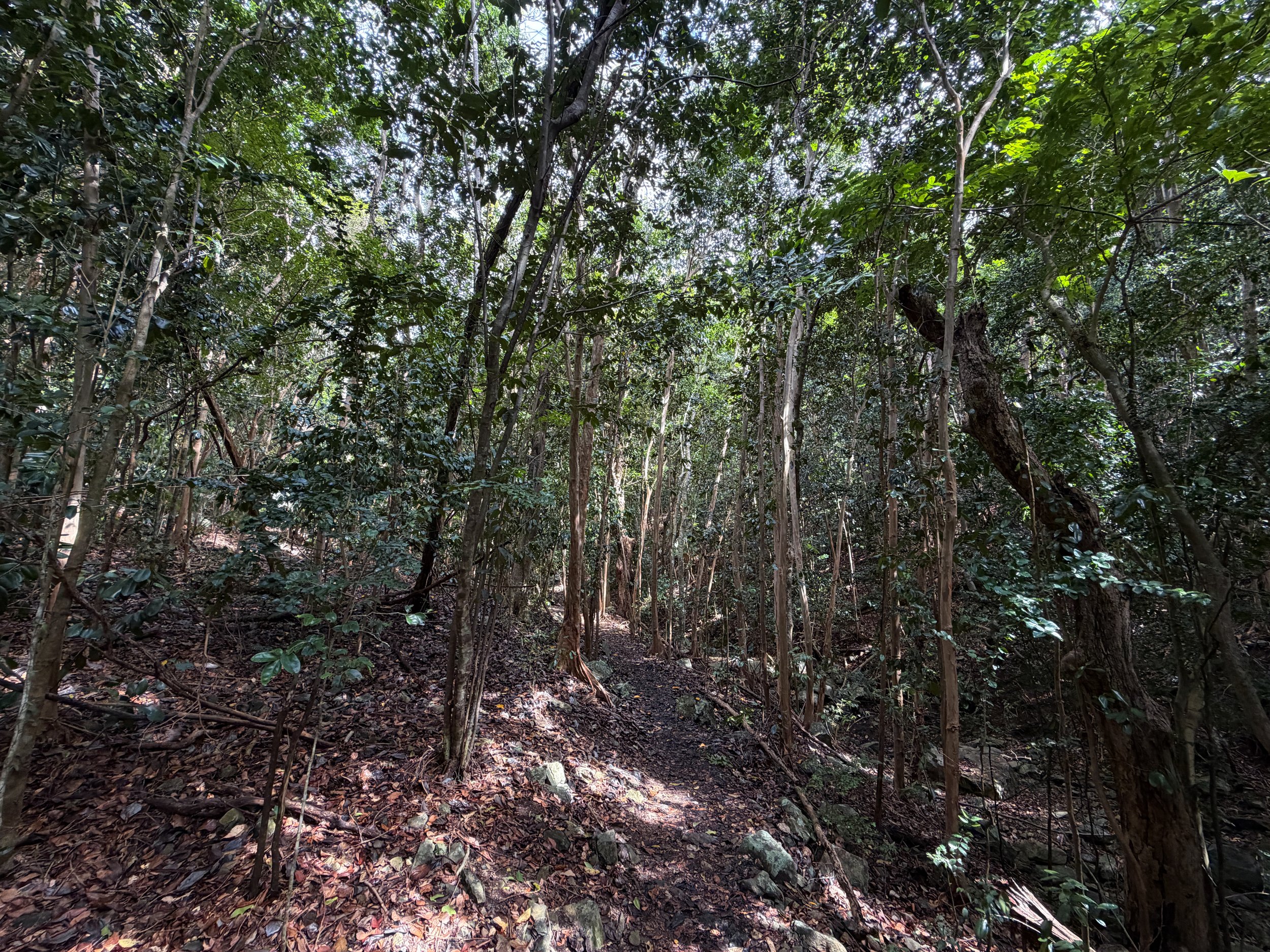 America Hill Hike Virgin Islands National Park