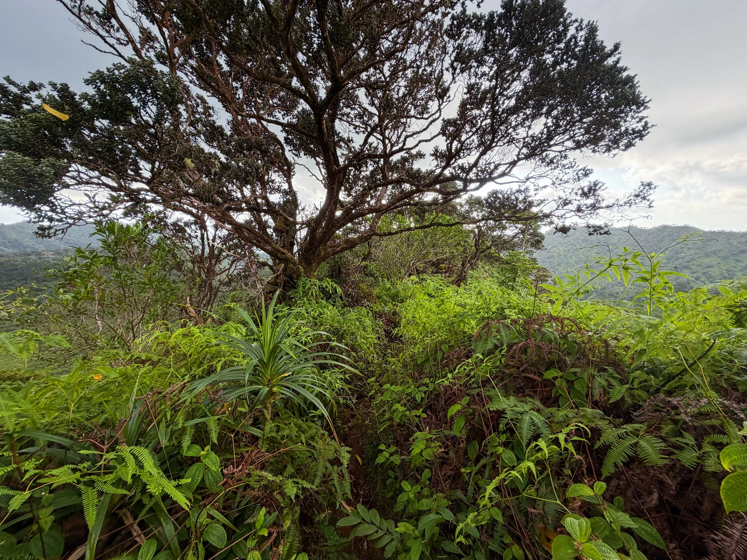 Kaau Crater Hike Oahu Hawaii