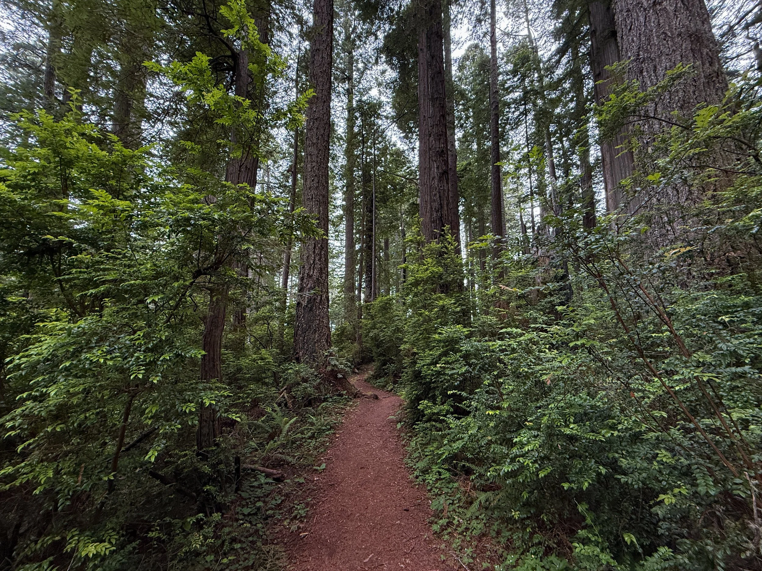 Damnation Creek Hike Del Norte Coast Redwoods State Park California