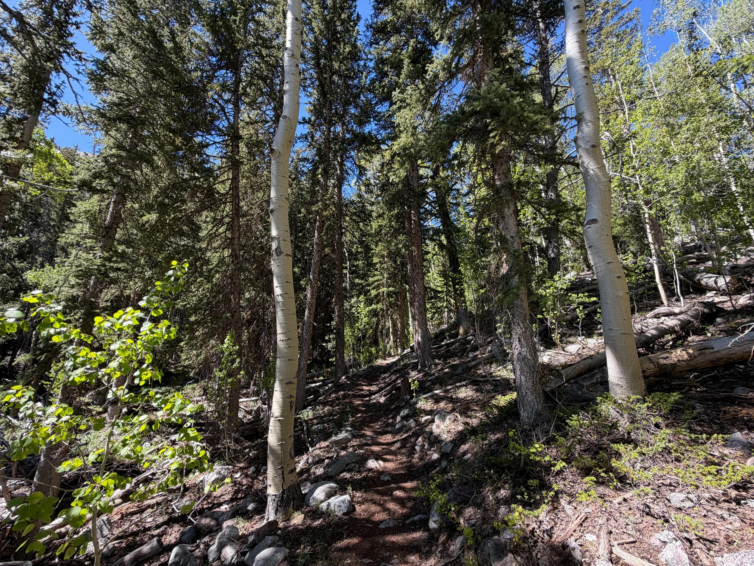 Baker Lake Trail Great Basin National Park Nevada