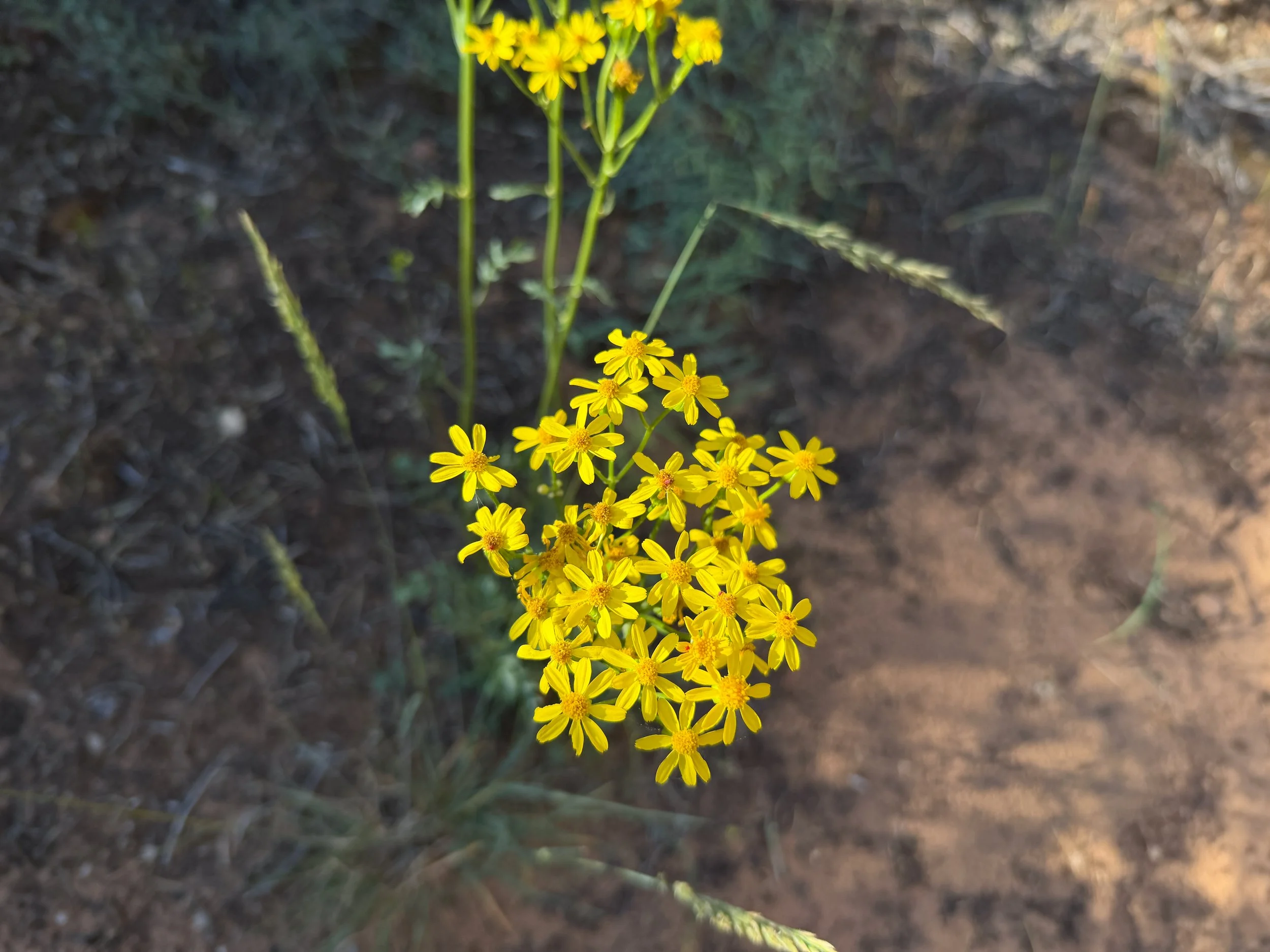 Lobe-leaf Groundsel Packera multilobata