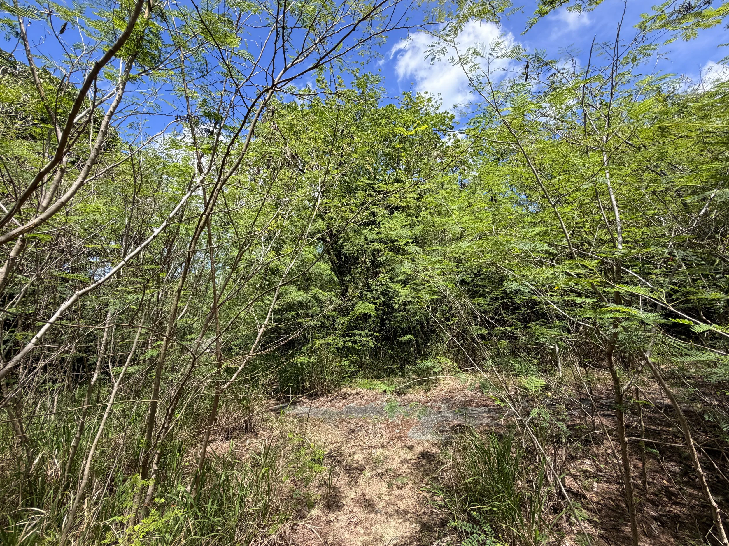 Water Catchment Trail Virgin Islands National Park