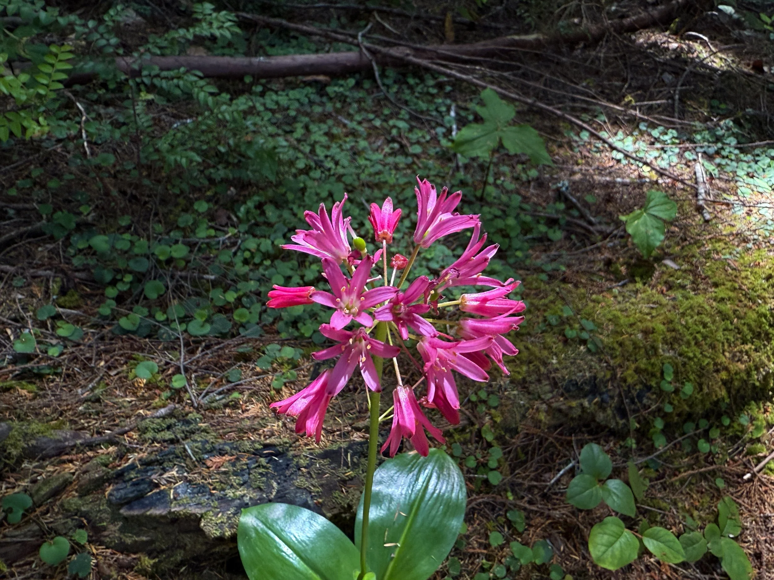 Red Clintonia andrewsiana
