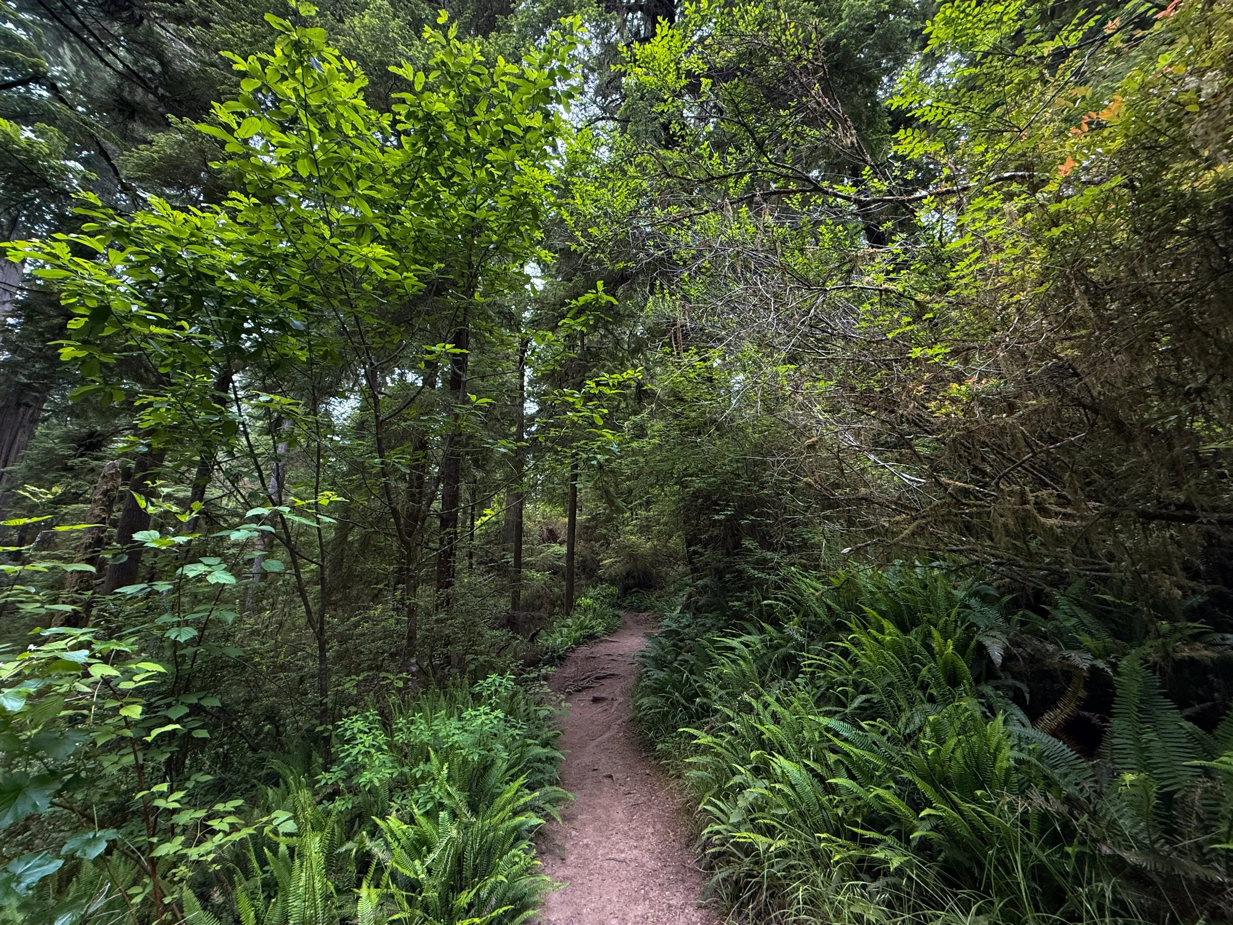 Boy Scout Tree Trail Jedediah Smith Redwoods State Park California