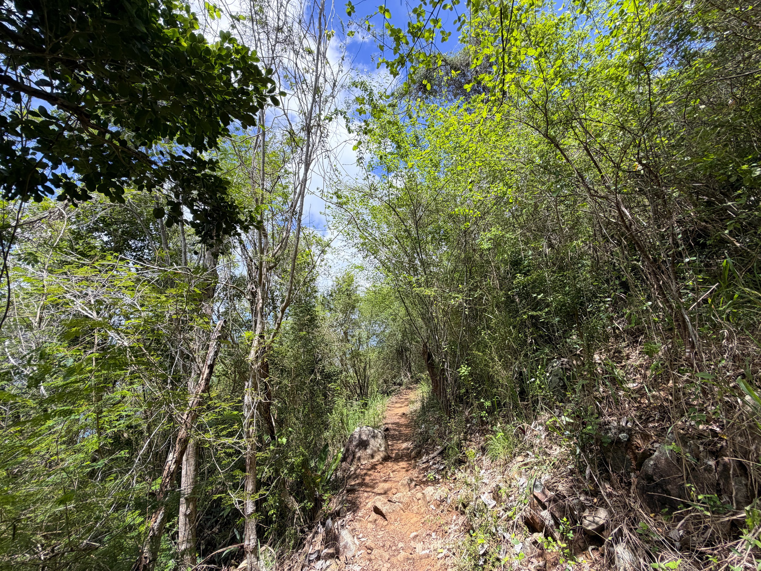 Caneel Hill Hike Virgin Islands National Park
