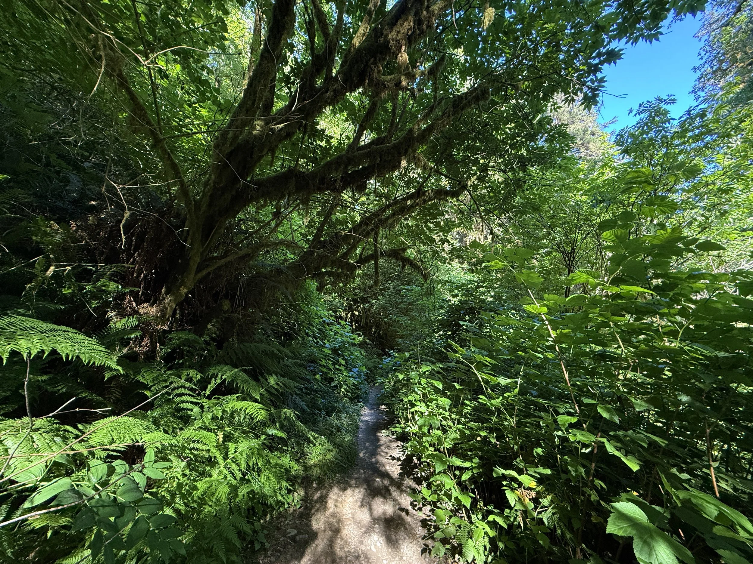 Fern Canyon Loop Hike Prairie Creek Redwoods State Park California