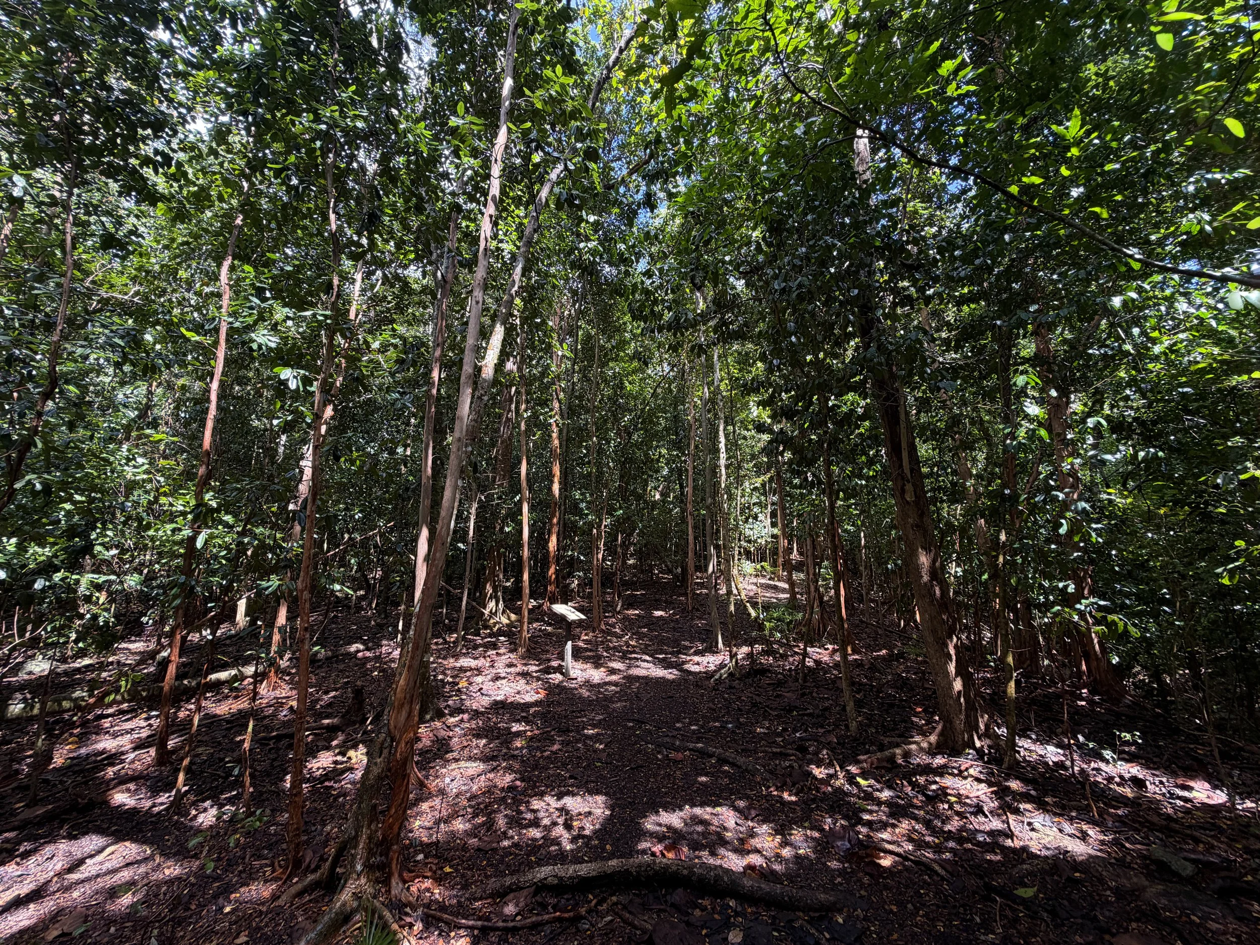 Cinnamon Bay Loop Hike Virgin Islands National Park