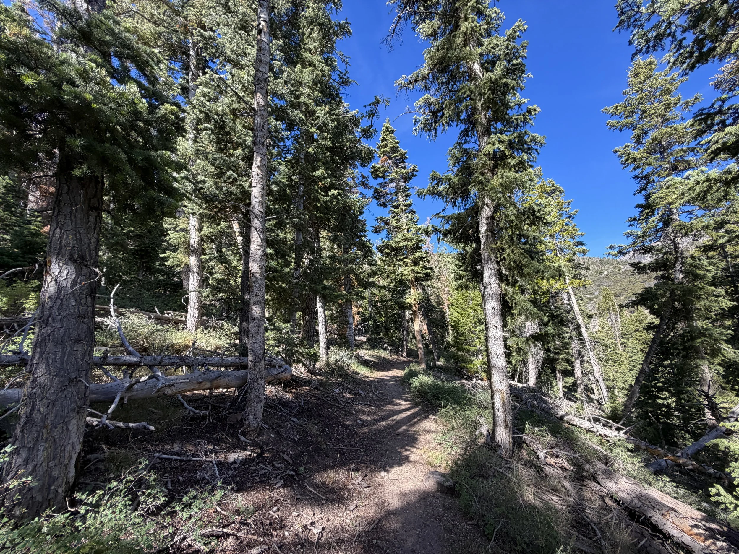 Pole Canyon Loop Hike Great Basin National Park Nevada