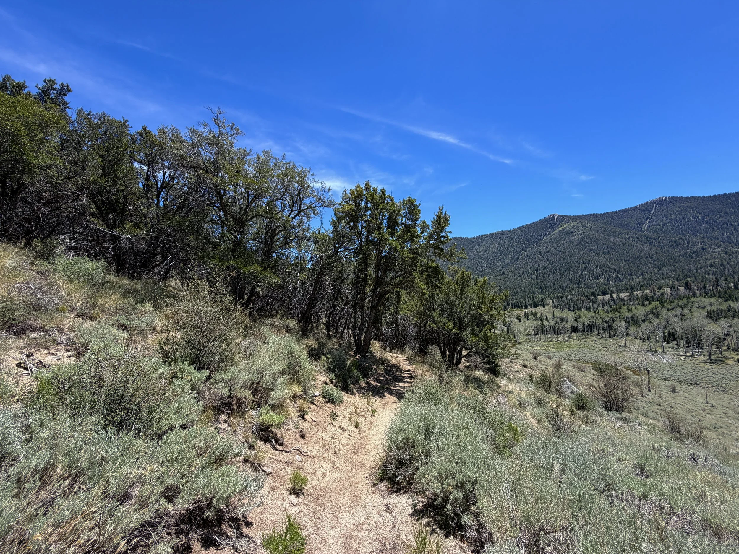 Serviceberry Loop Trail Great Basin National Park Nevada
