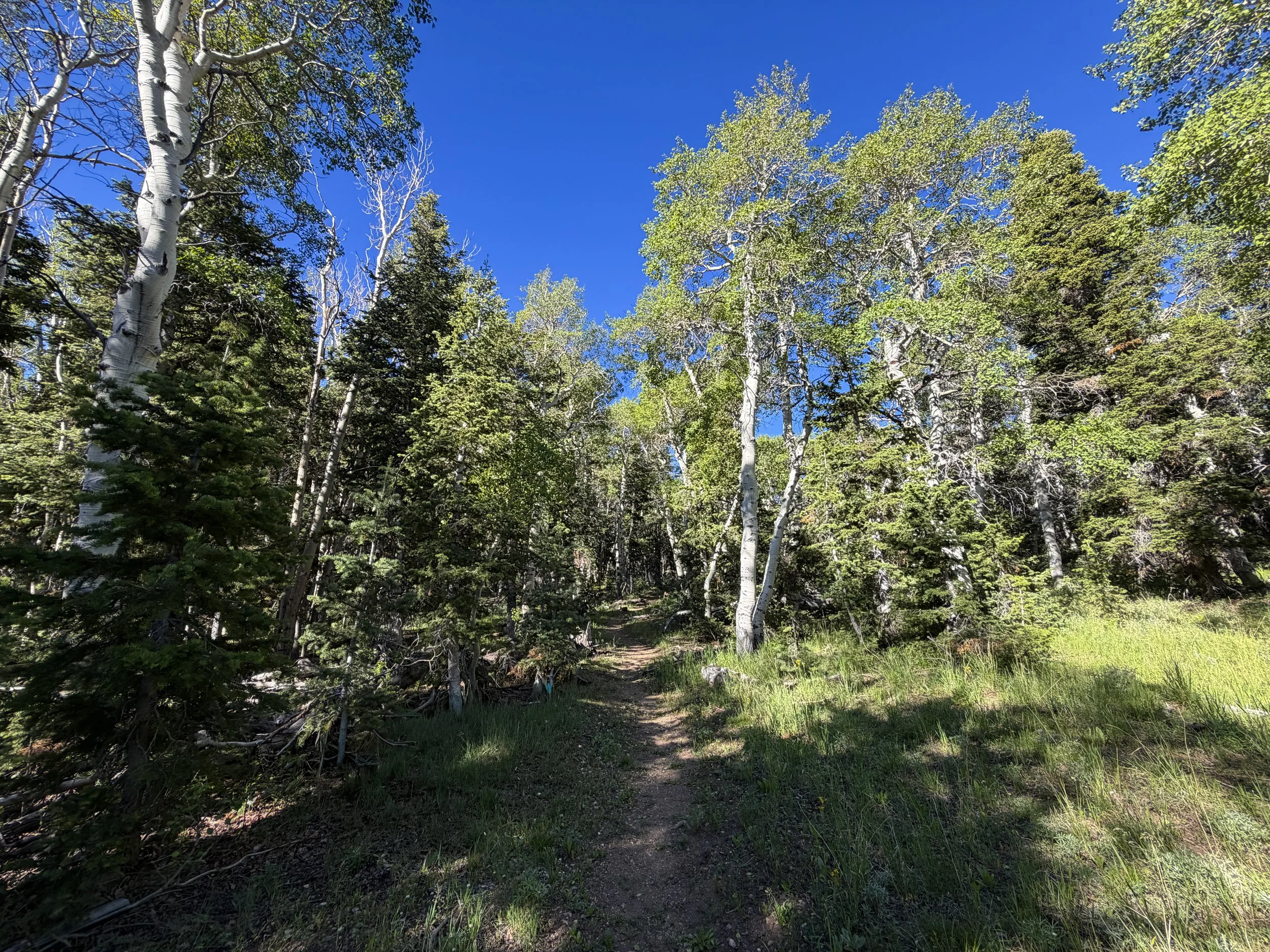 Upper Strawberry Trail Great Basin National Park Nevada