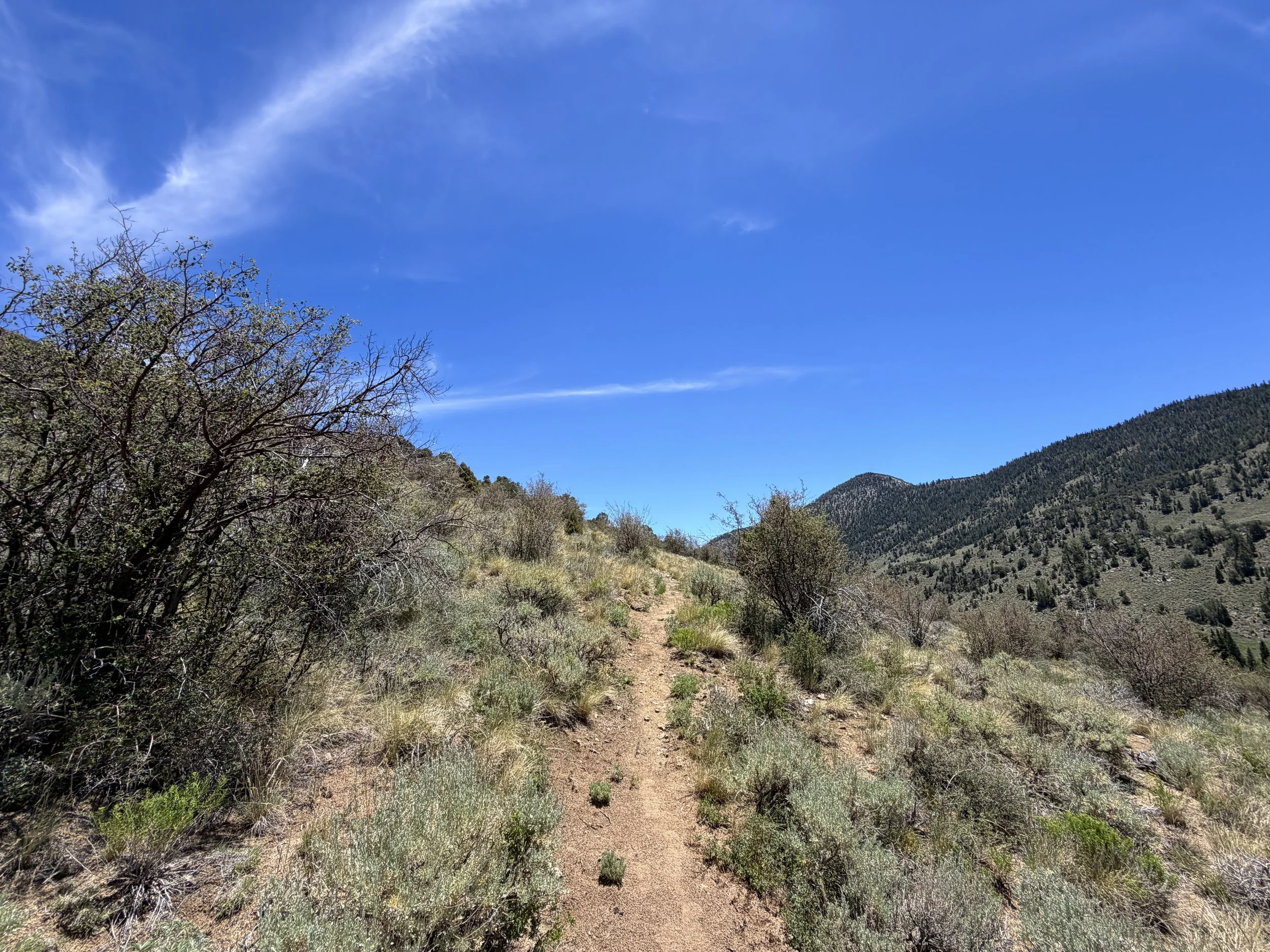 Serviceberry Loop Trail Great Basin National Park Nevada