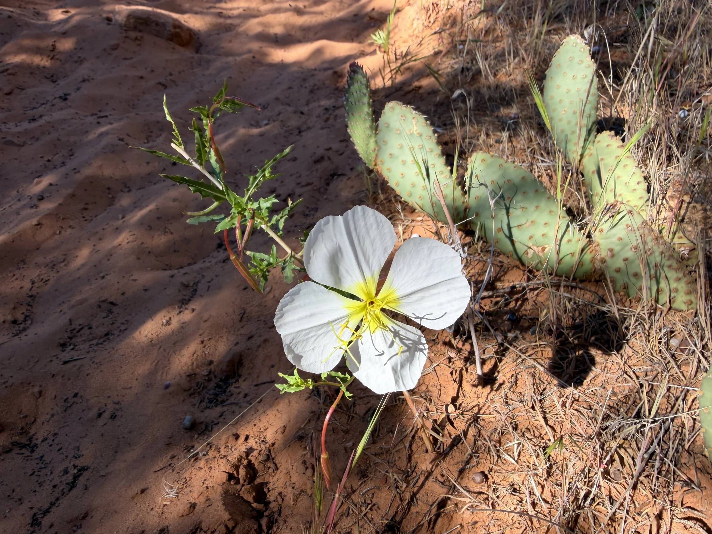 Pale Evening Primrose Oenothera pallida