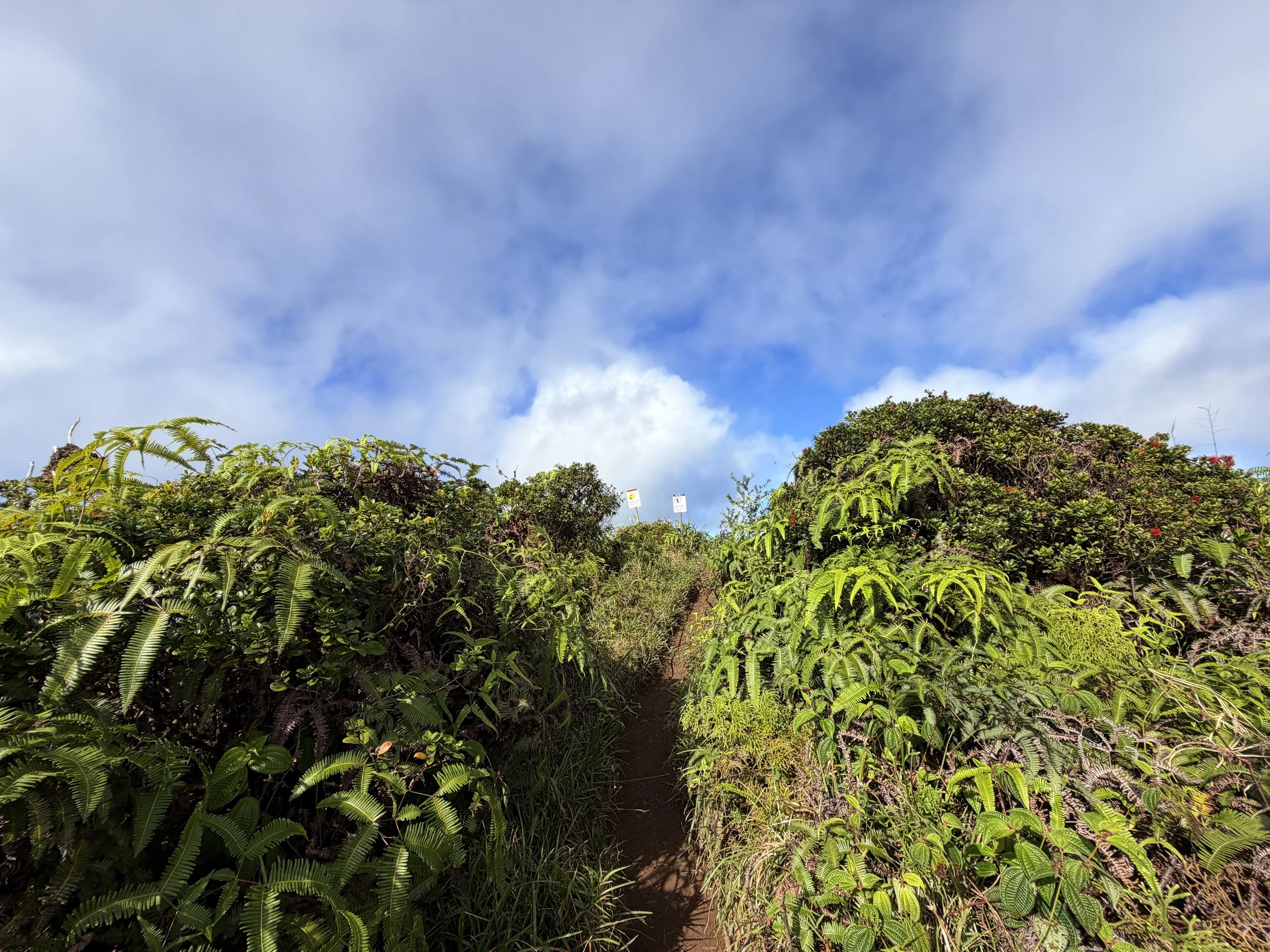 Wiliwilinui Ridge Trail Summit Oahu Hawaii